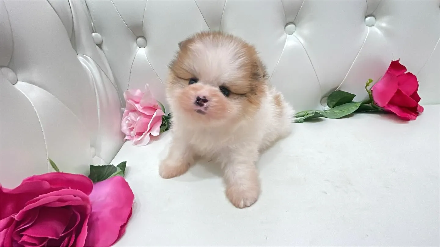 @manchi.chiwawa.shop @puppylan...