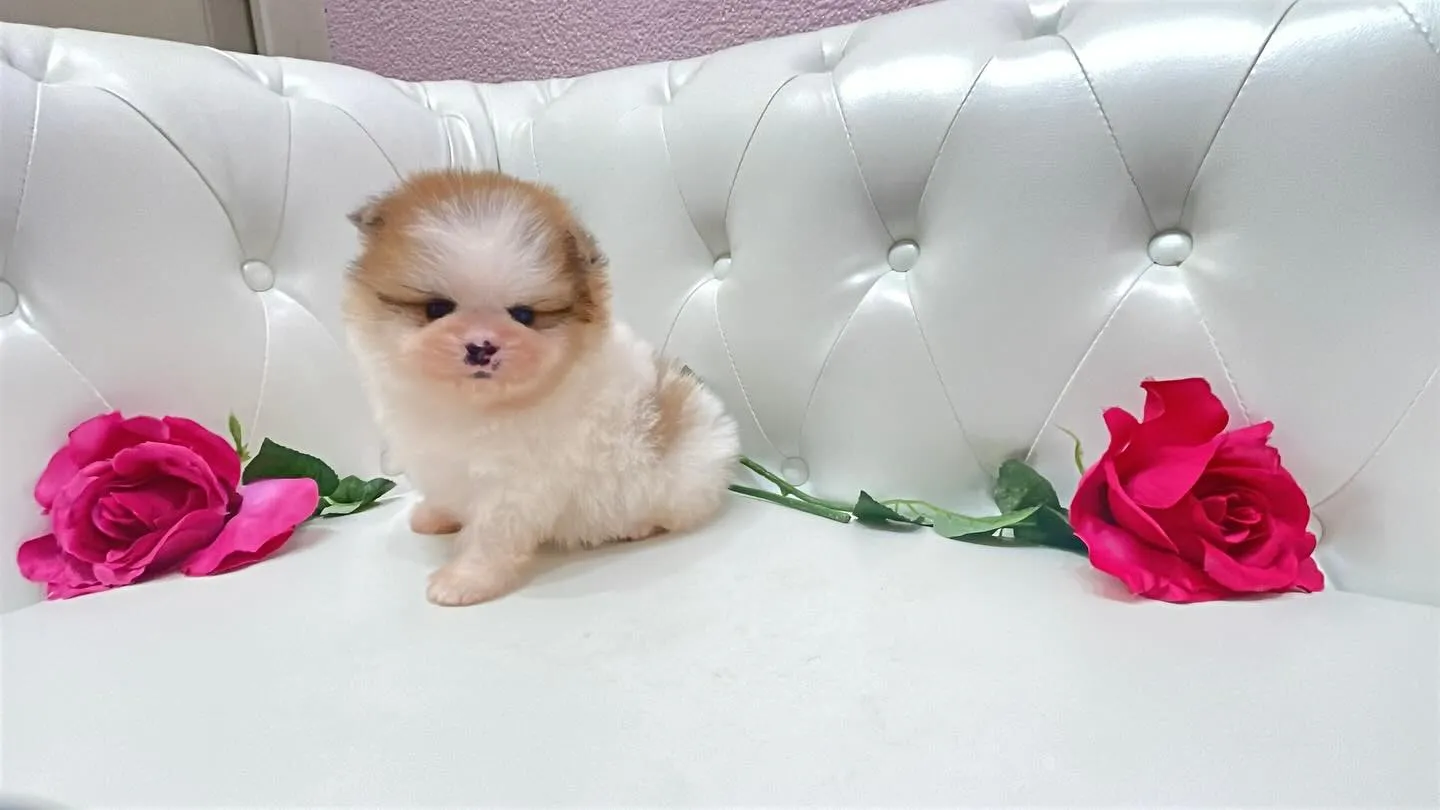 @manchi.chiwawa.shop @puppylan...