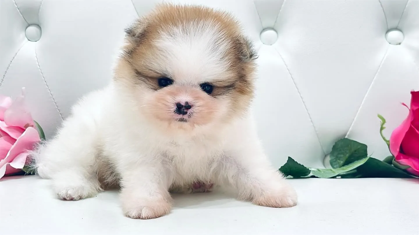 ブリーダーを選ぶ際のポイントと埼玉県での飼い方ガイド