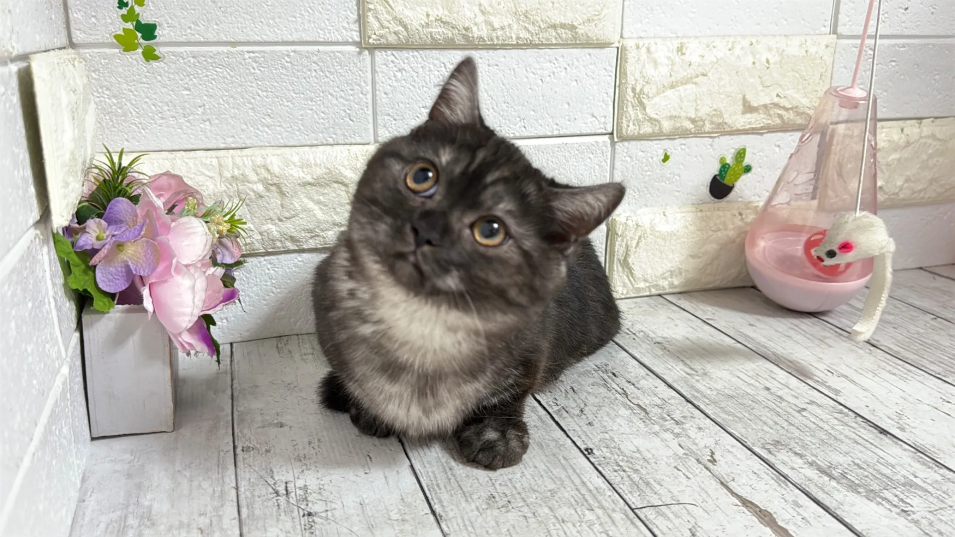 lemmikki ネコスカ ヘビ猫パネル柄 lemmikki ネコスカ ヘビ猫パネル柄 backend=imagemagick;version=1;