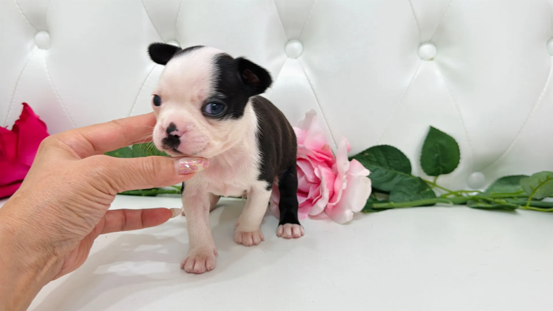 ボストンテリア ID:BT528 ボストンテリア専門ブリーダーBULLDON' | 【ブルドンズ