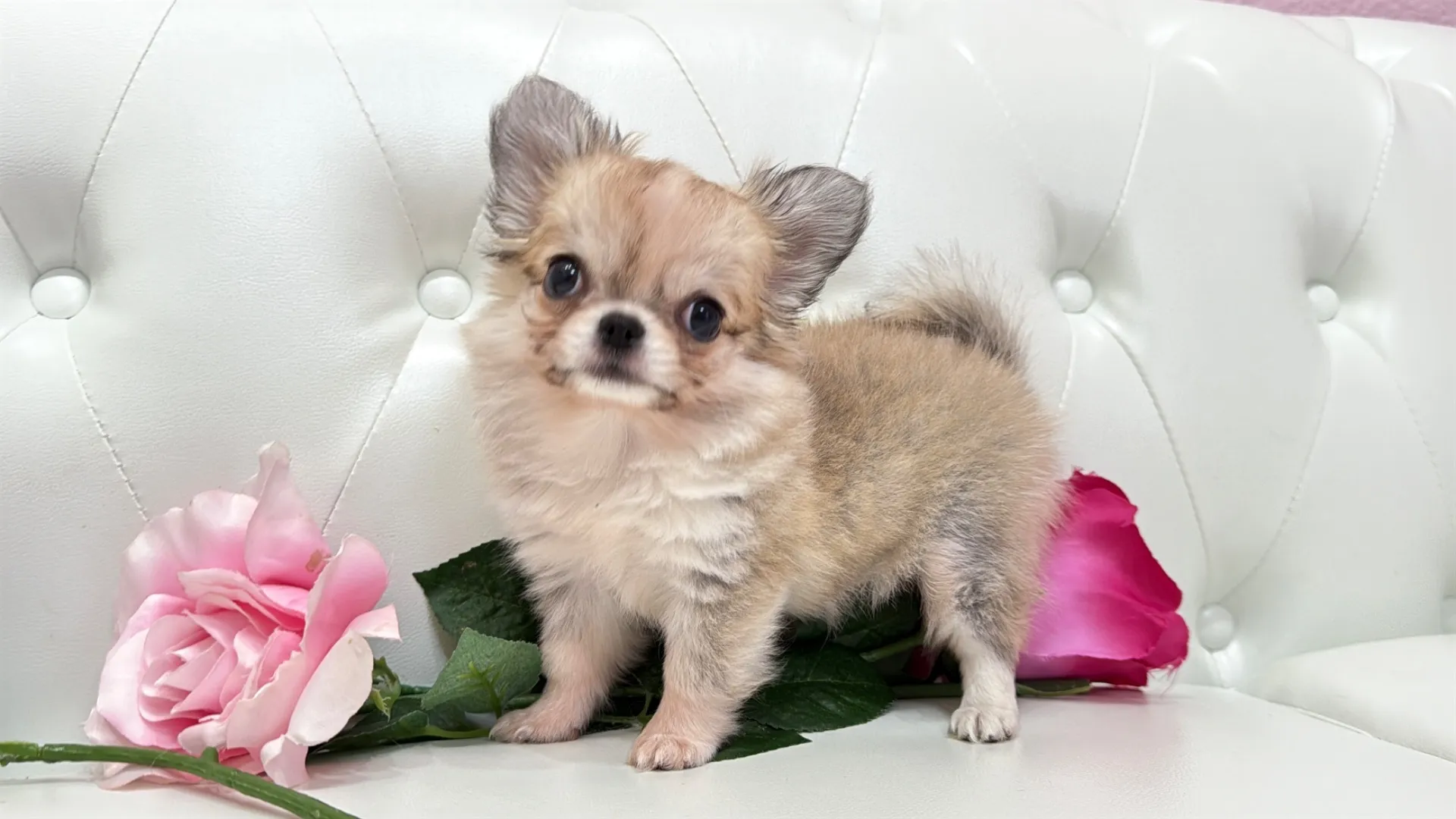 チワワロング（CHIROME10002）