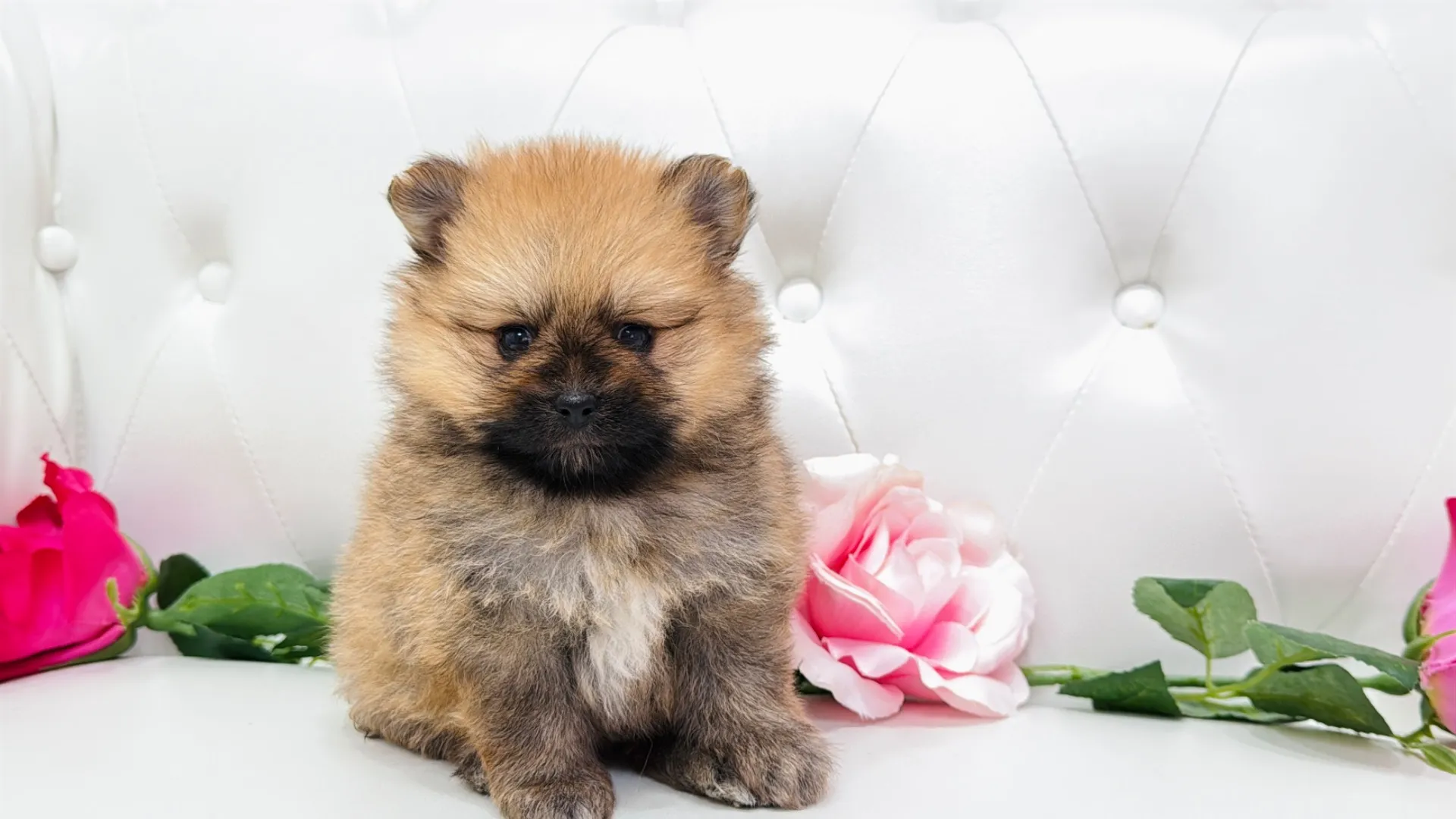 ポメラニアン（Purin10001）