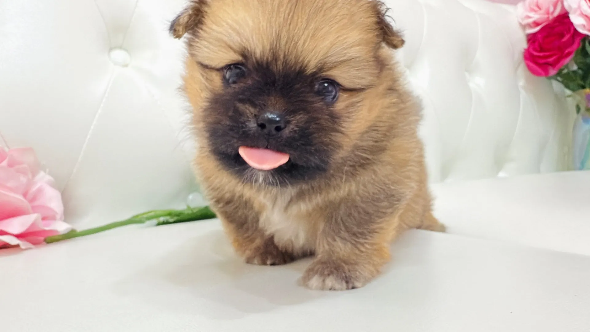 ポメラニアン×ペキニーズ（Chanmina10001）