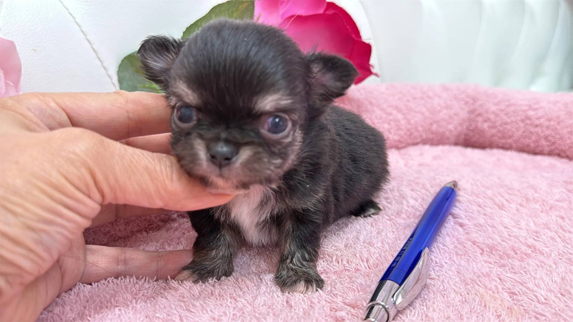 チワワロング(Tomato10002)