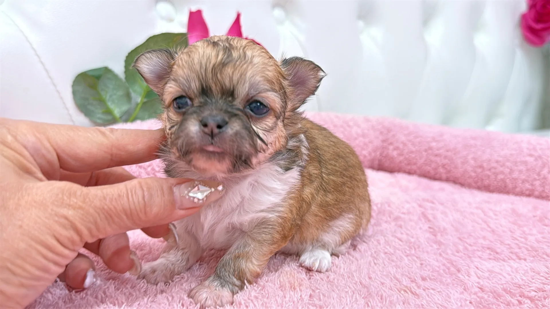 チワワロング(Tomato10003)