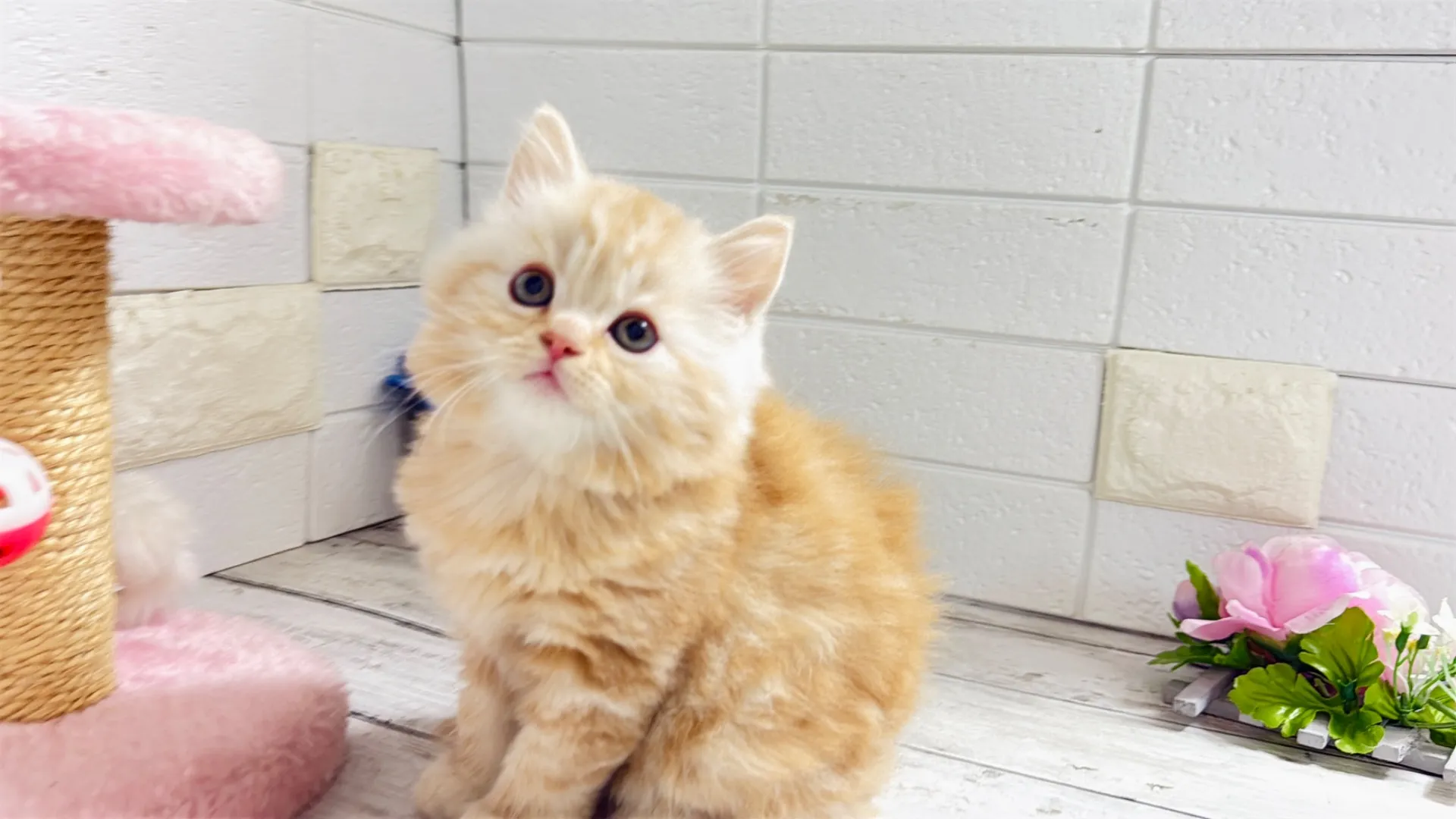 ミヌエット長足(Mami10001)