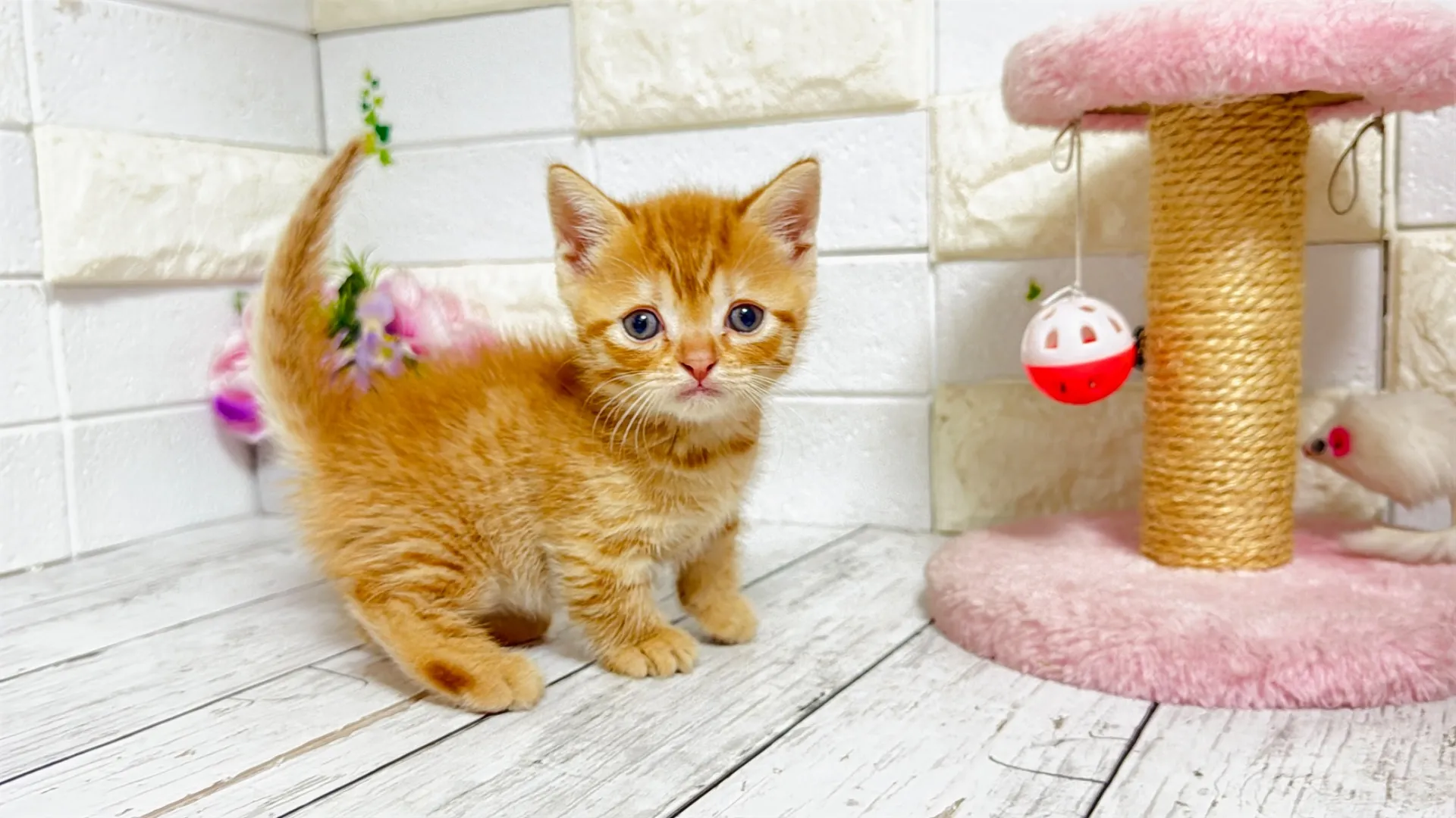 マンチカン（短足）ORENJI10001