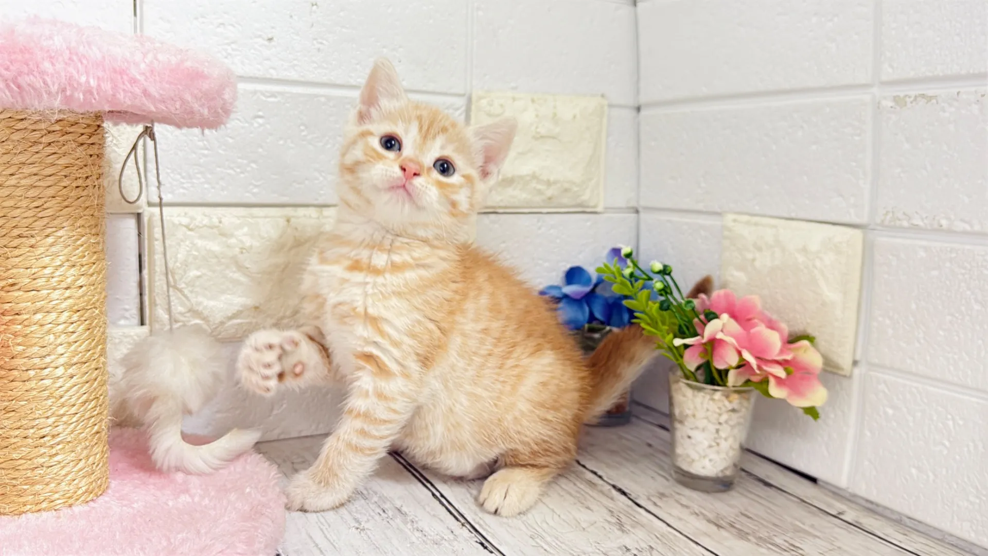 マンチカン長足（ORENJI10002）