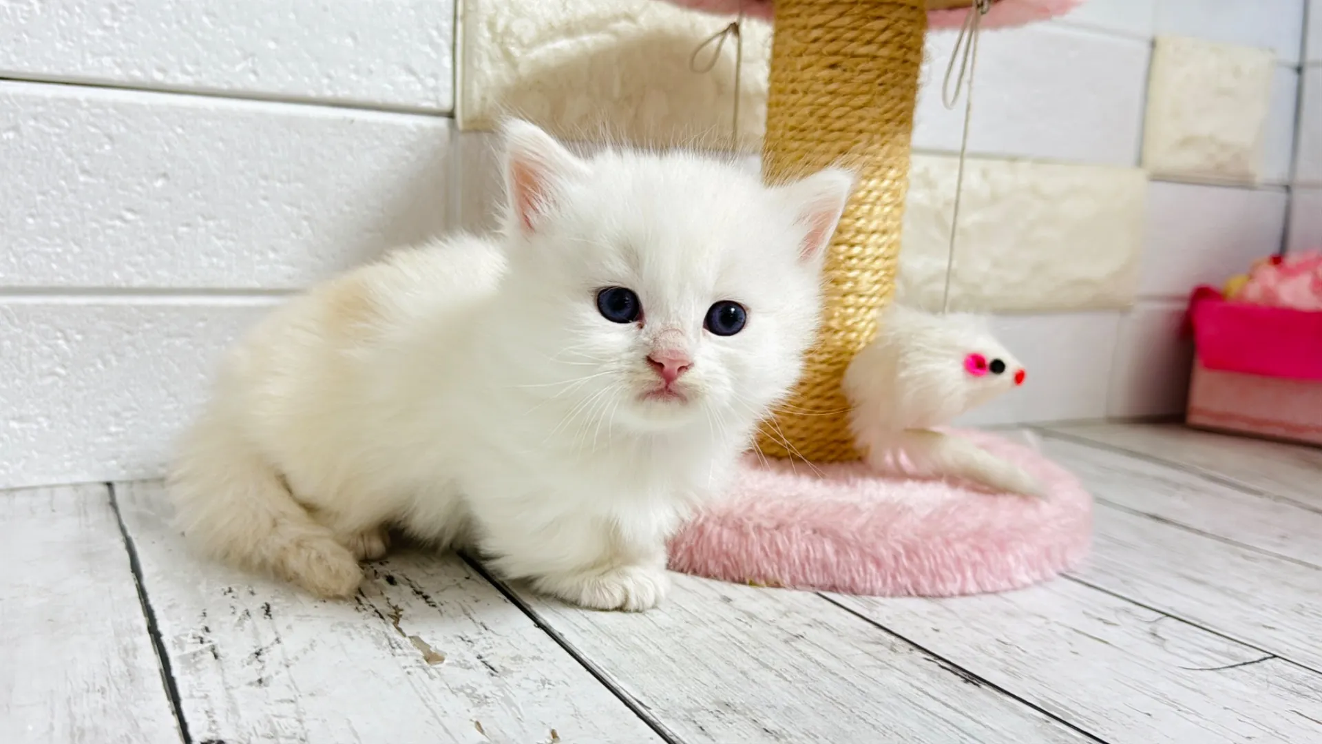 ミヌエット短足(Rilly10001)