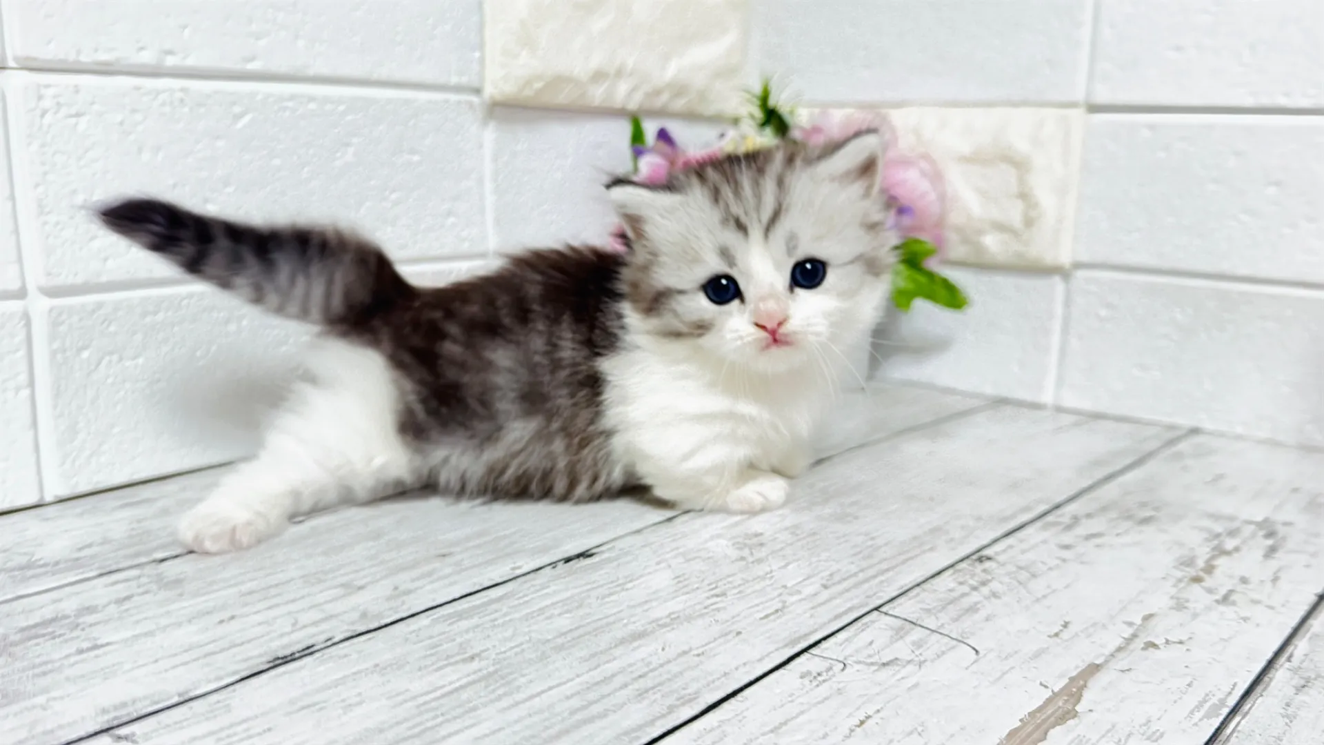 ミヌエット短足(Rilly10002)