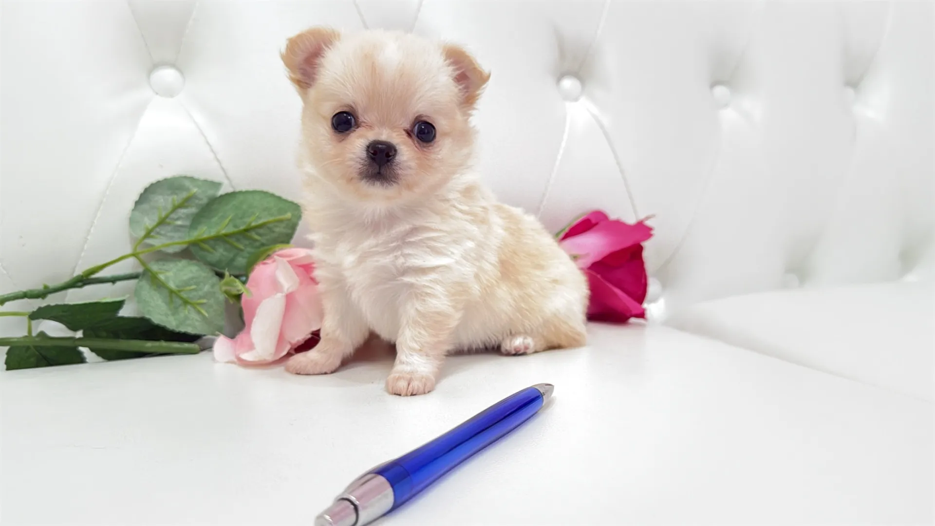 チワワロング(Tomato10001)