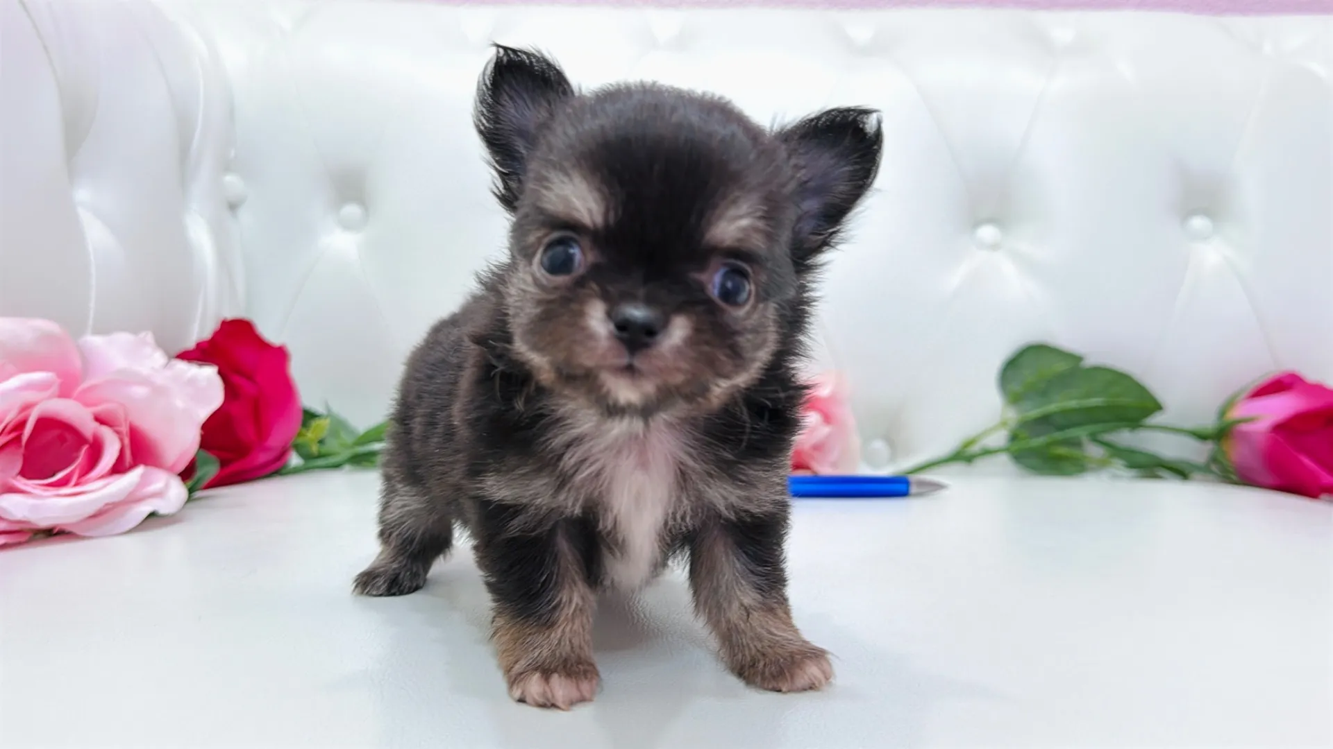 チワワロング(Tomato10002)