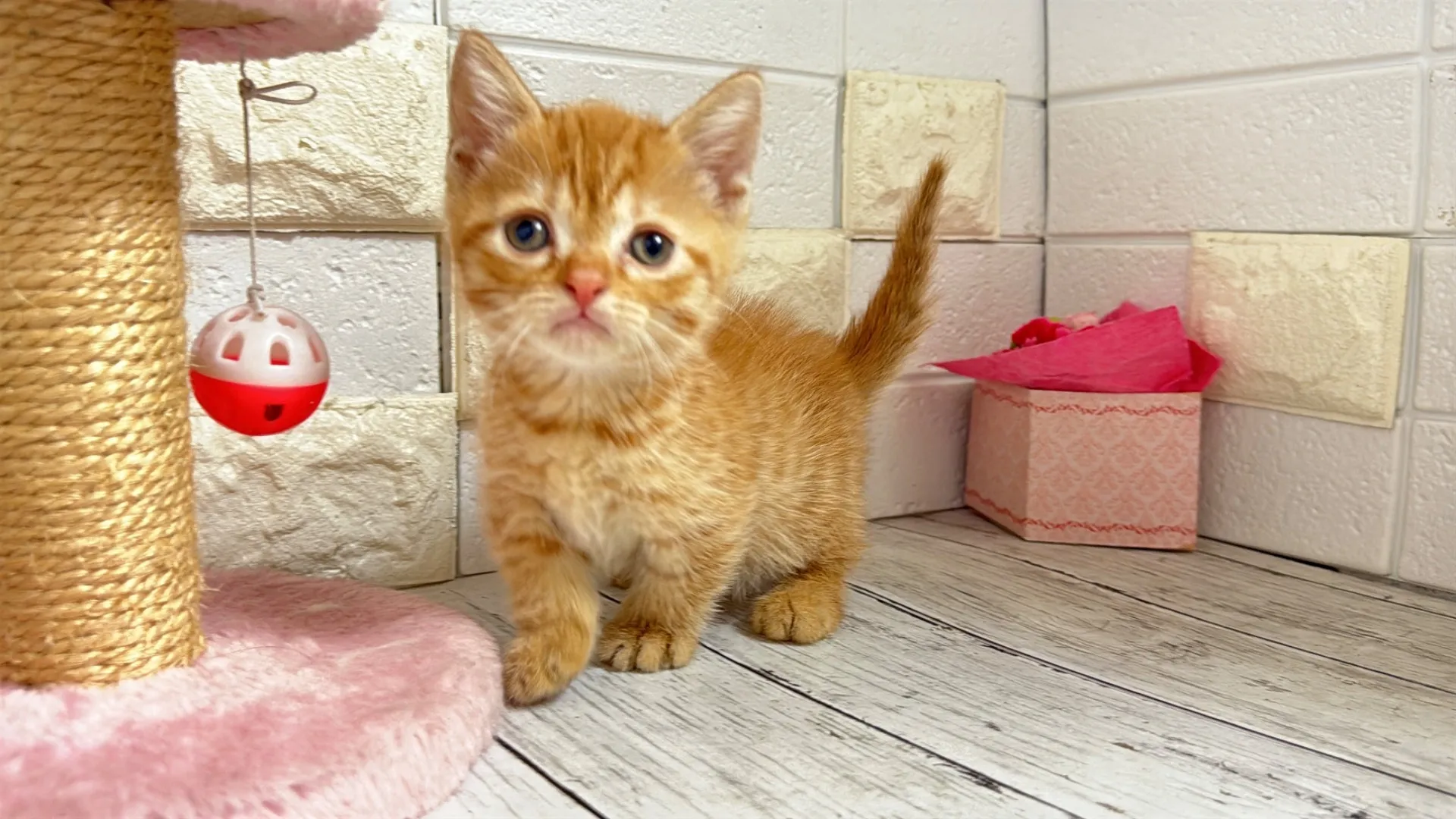 マンチカン（短足）ORENJI10001