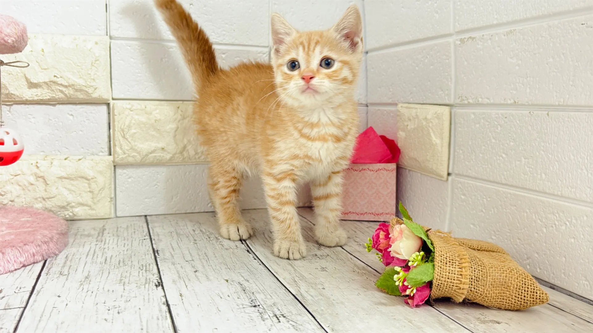 マンチカン長足（ORENJI10002）