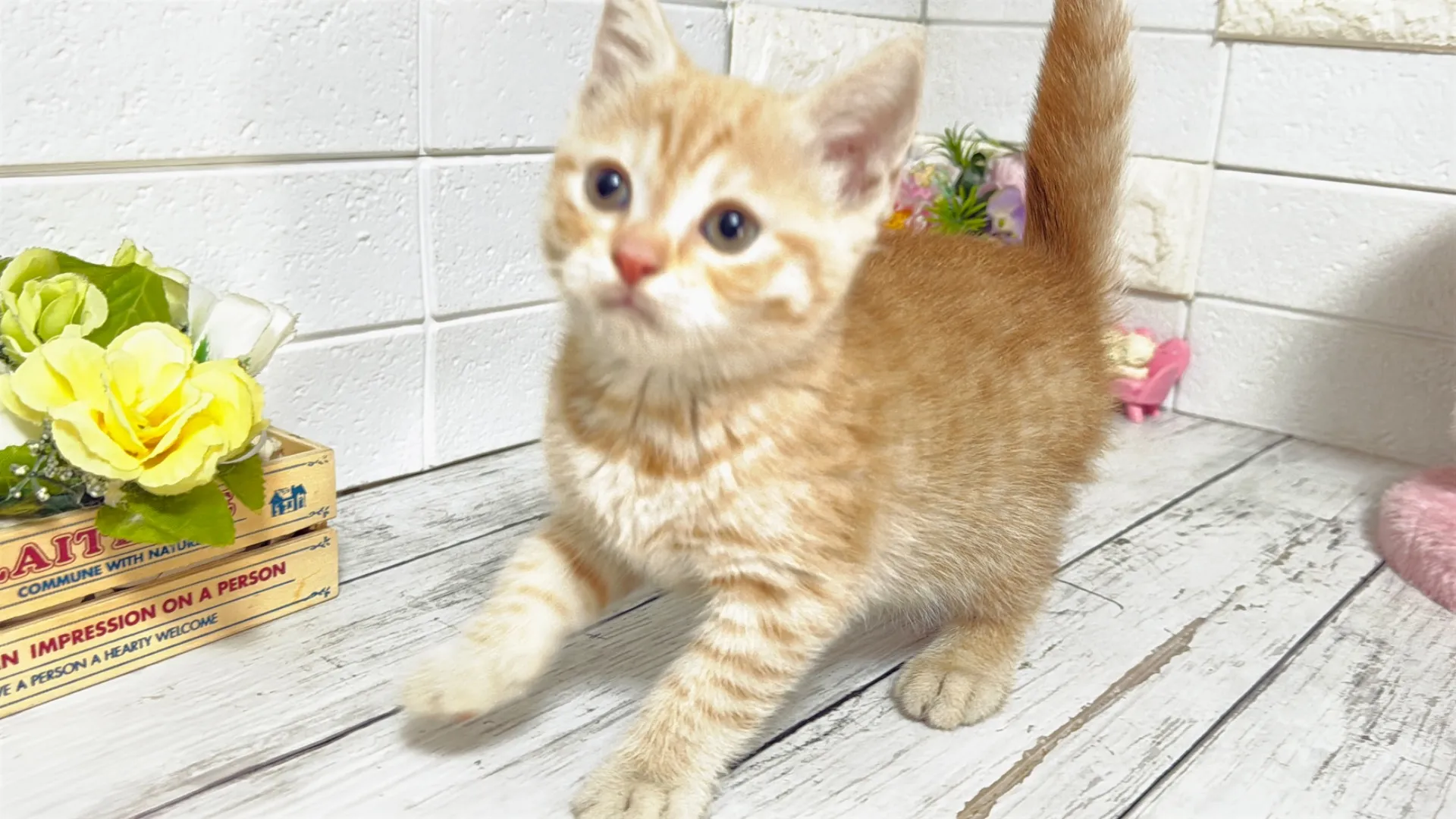 ブリーダー選びで迷わない埼玉県マンチカン子猫購入と比較のポイント