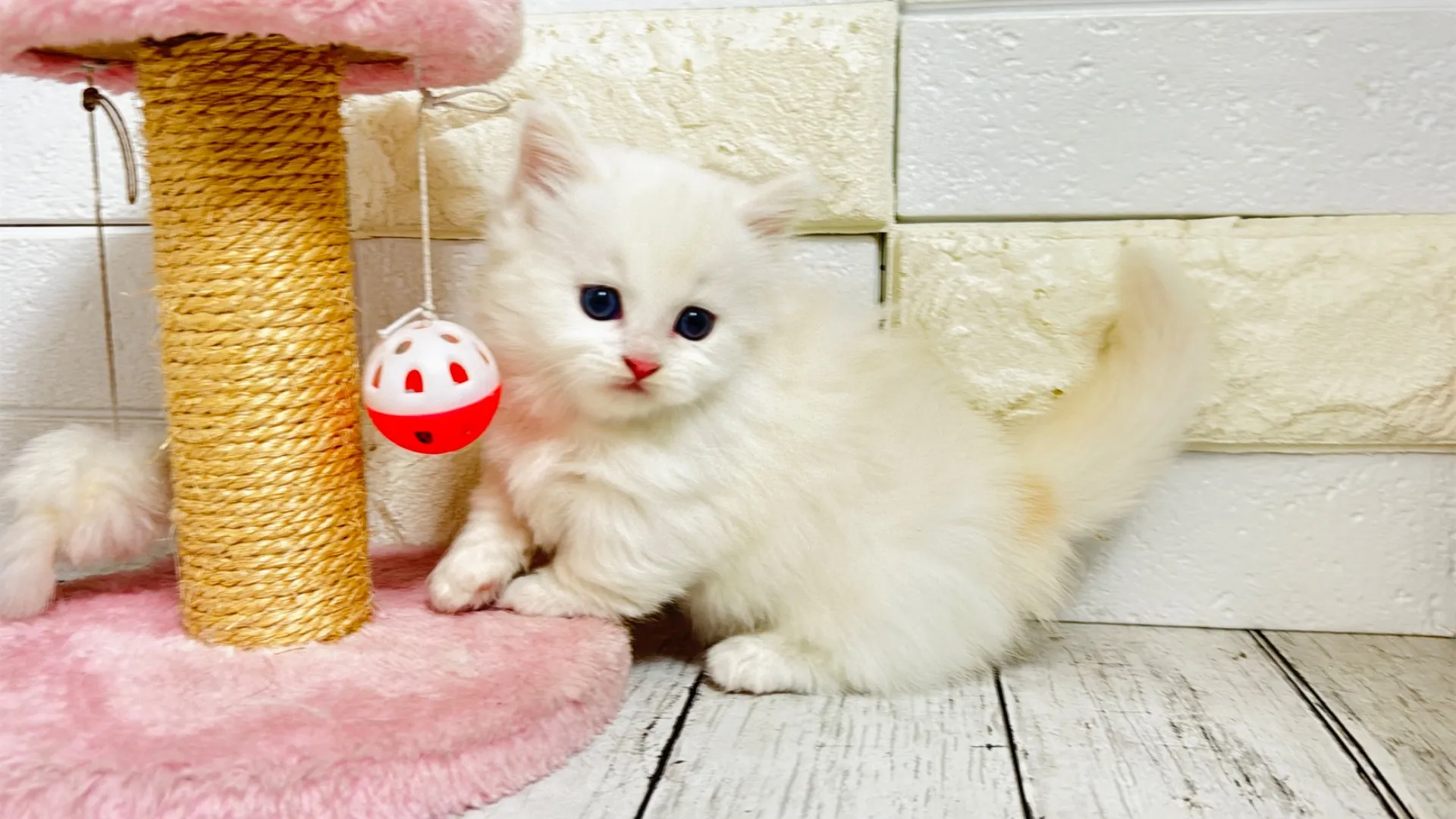 ミヌエット短足（Rilly10001）