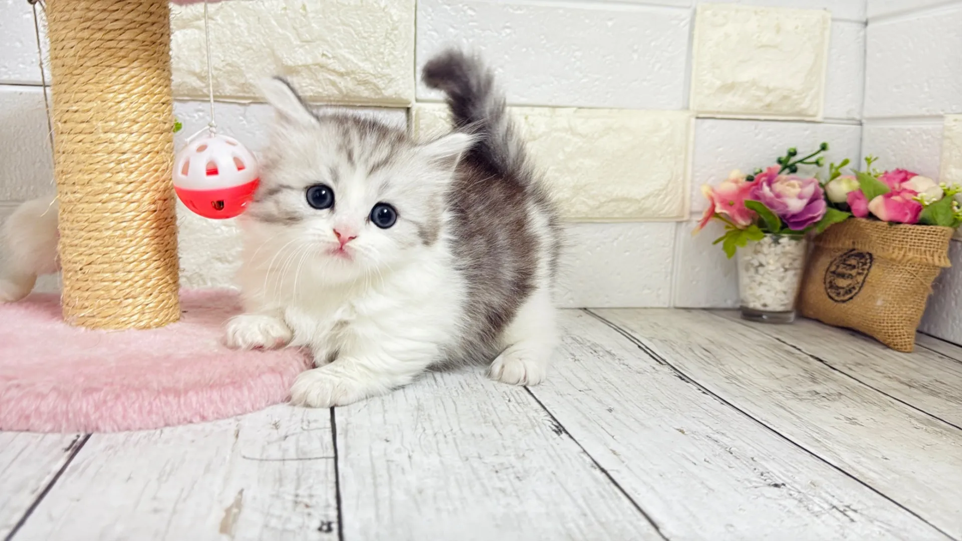 ミヌエット短足（Rilly10002）