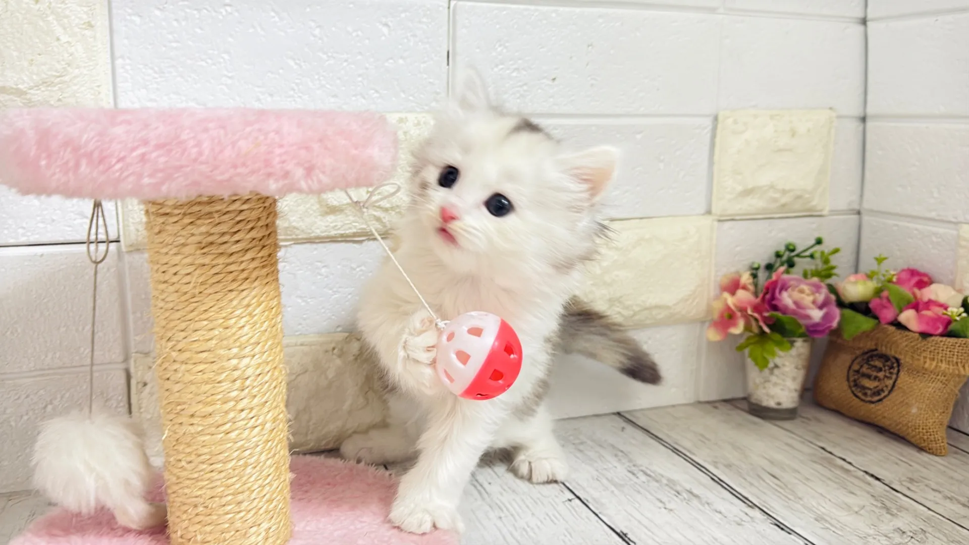 ミヌエット長足（Rilly10003）