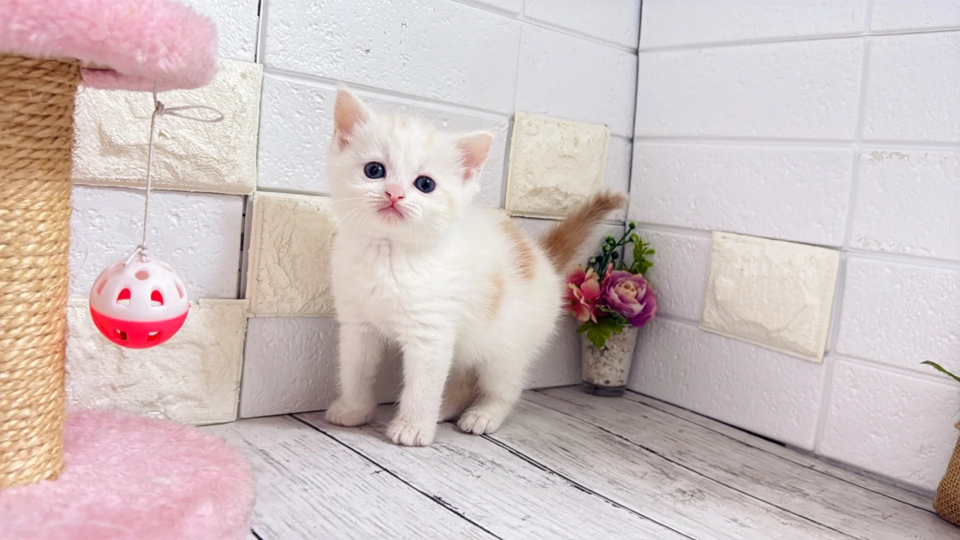 マンチカン長足（Yuuka10001）