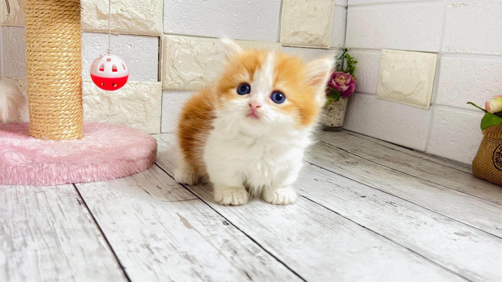 マンチカン短足(Yuuka10002)