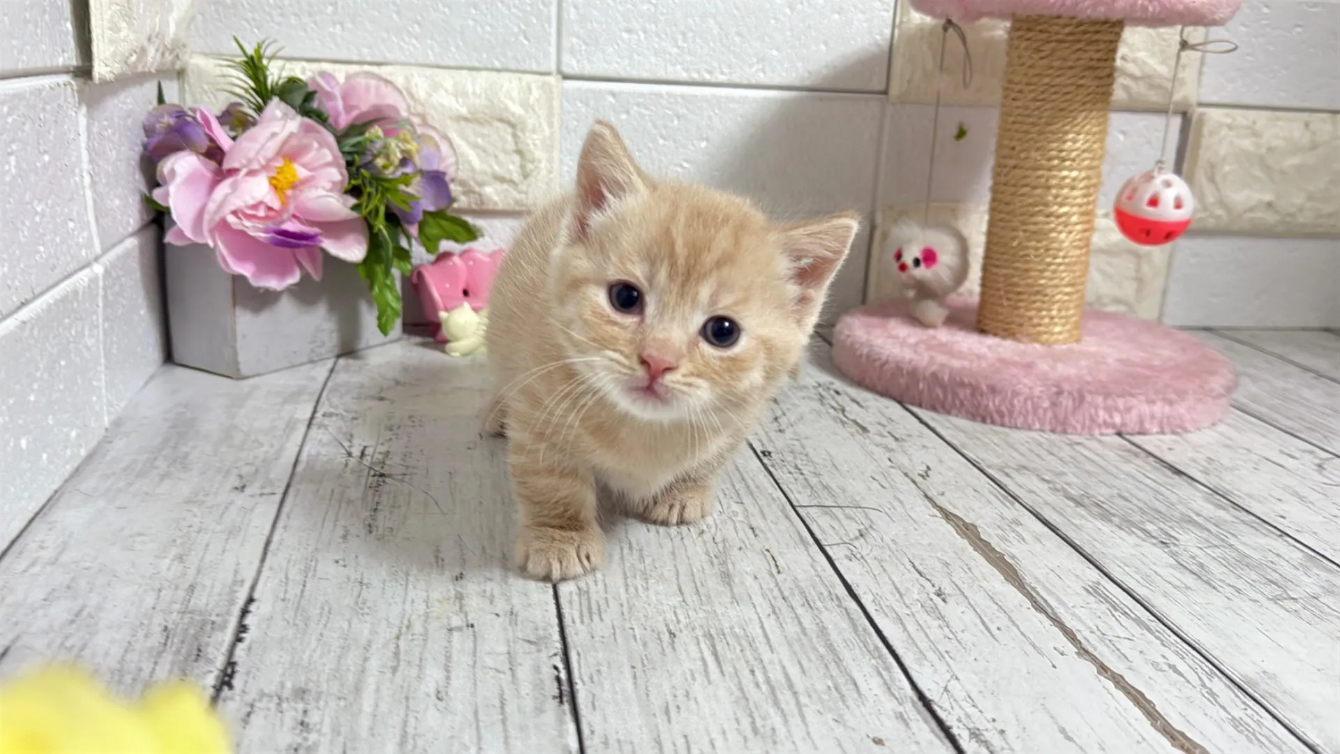 マンチカン短足（Yubi10001）