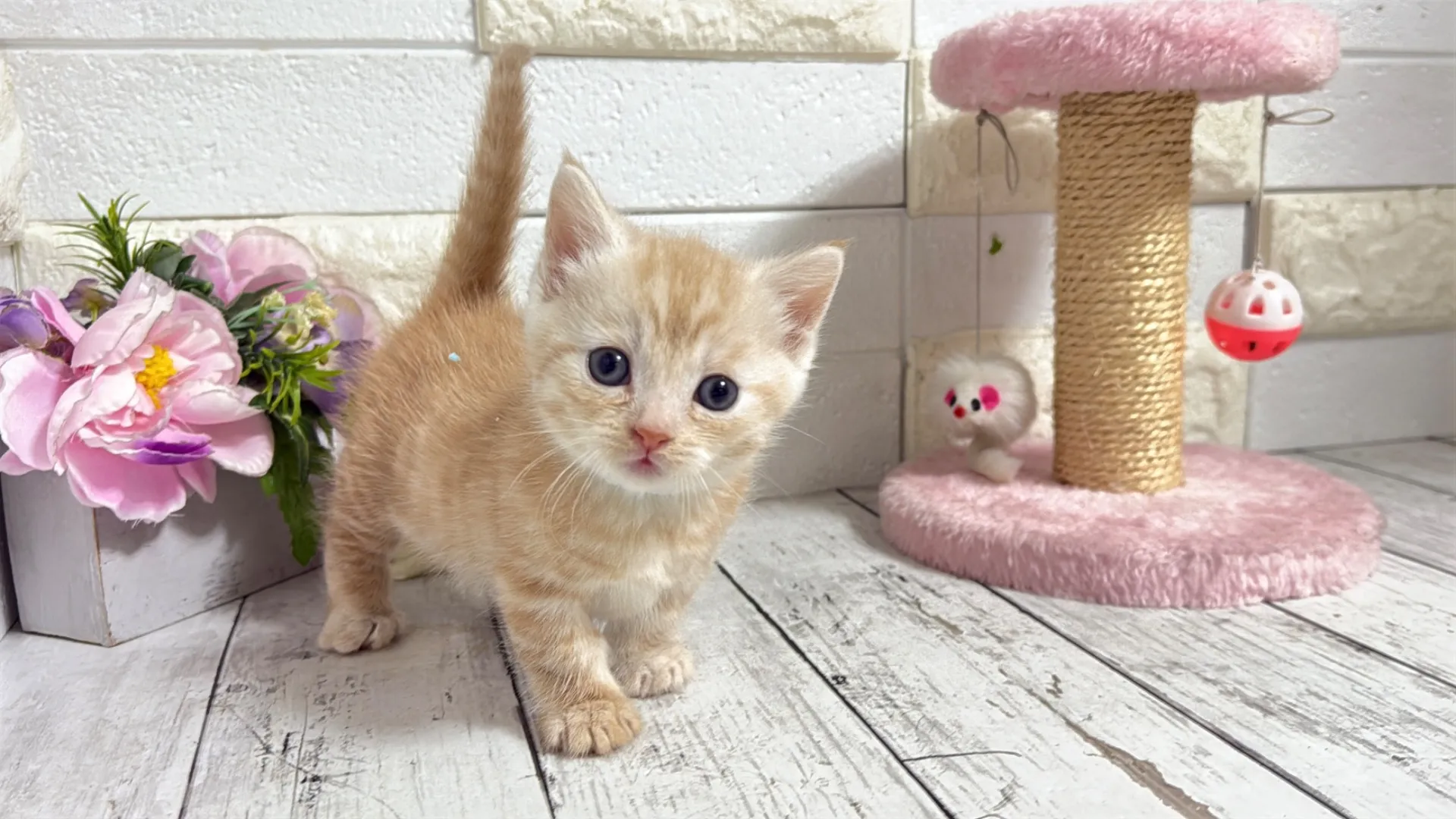 マンチカン短足（Yubi10002）