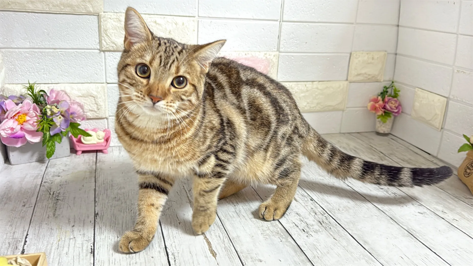 マンチカン長足（SAMA10001）