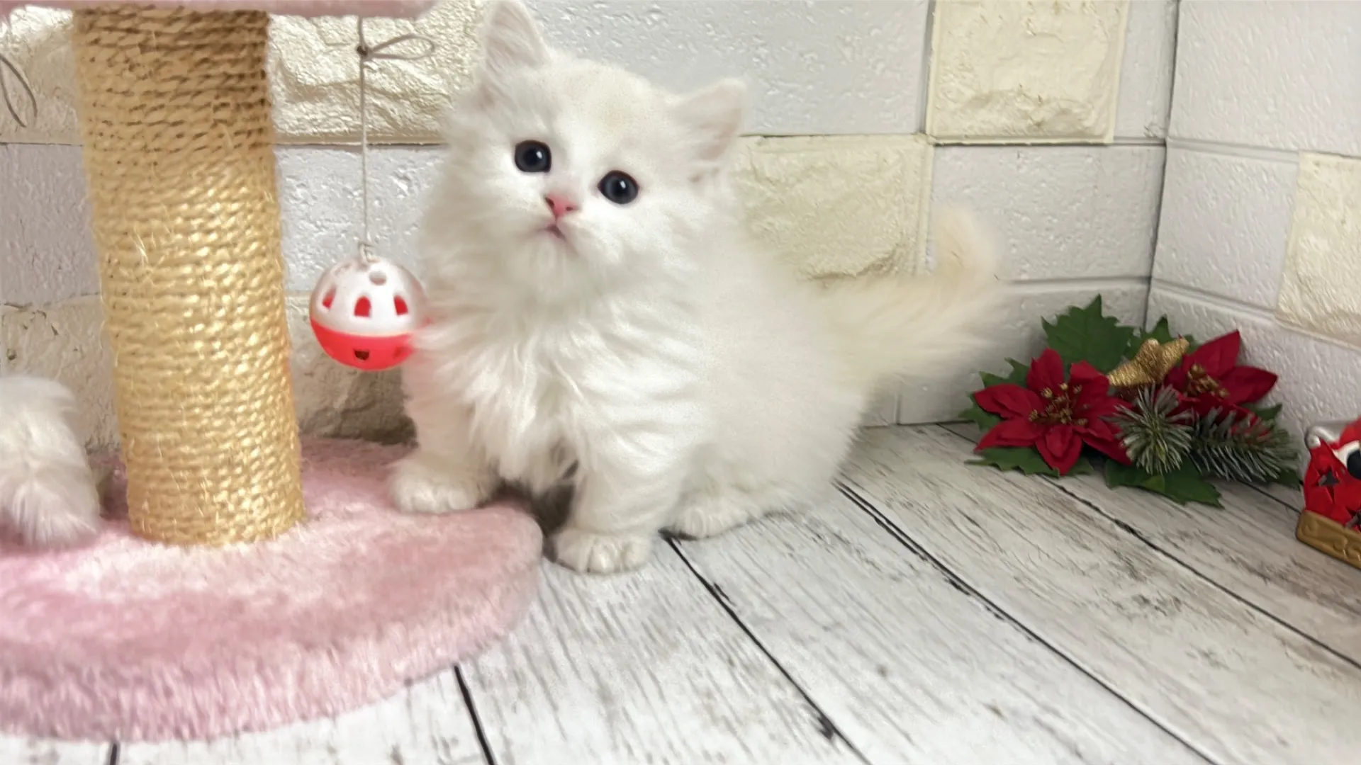 ミヌエット短足（Rilly10001）