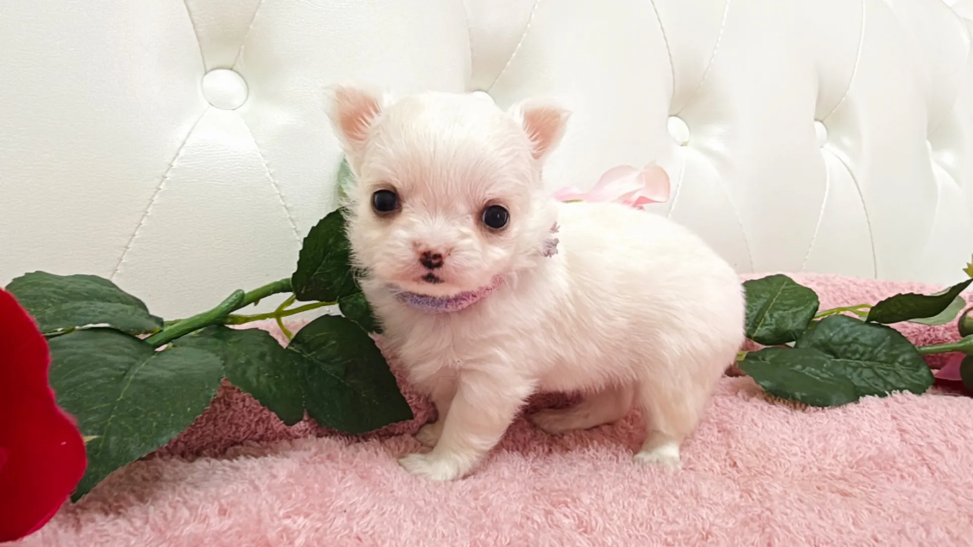 チワワロング（YURA10003）