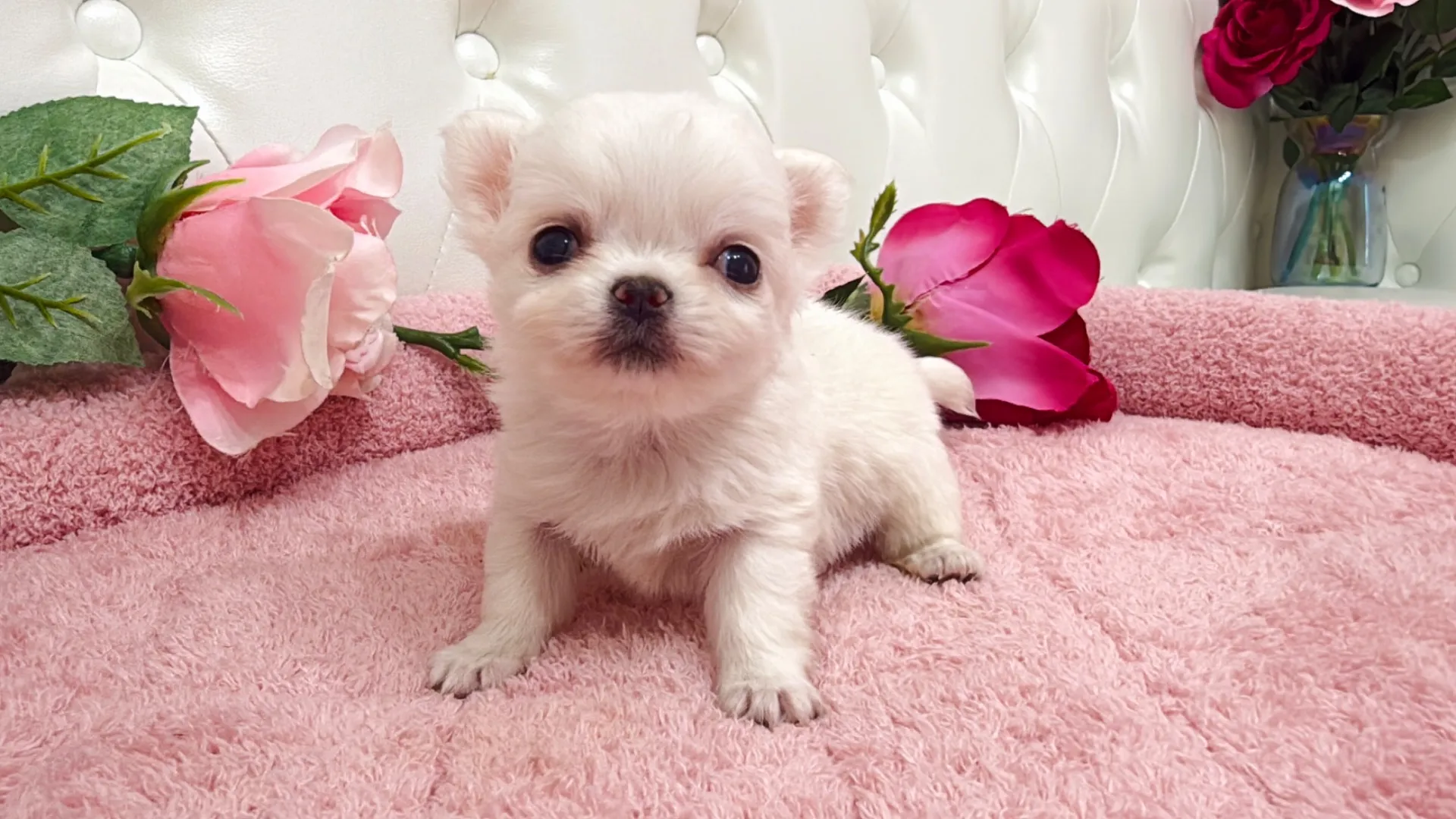 チワワロング（YURA10004）