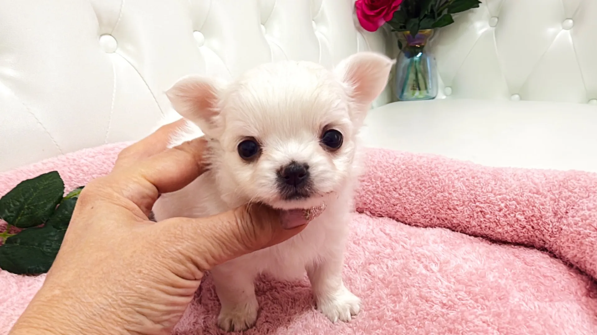 チワワロング（YURA10005）