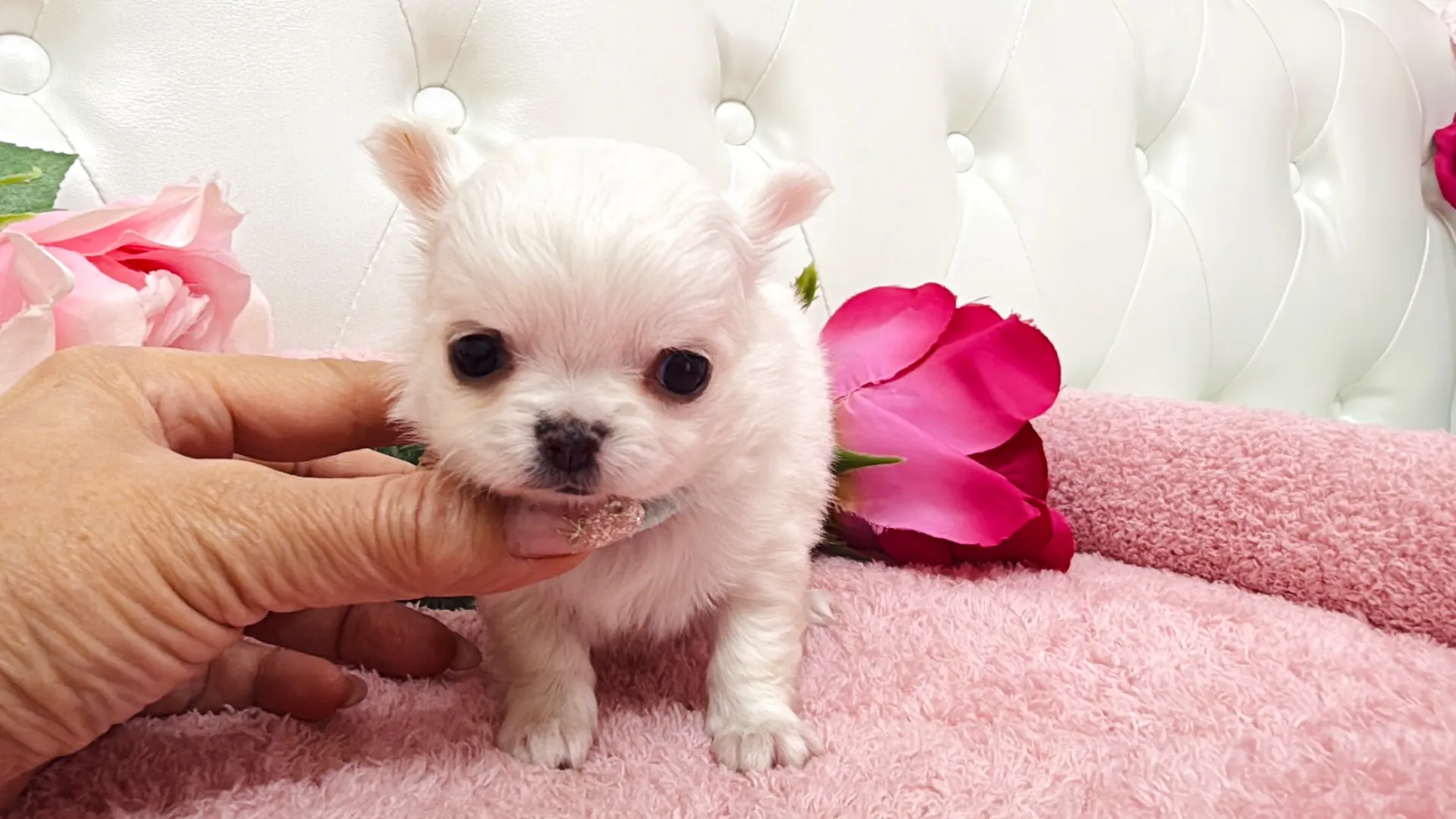 チワワロング（YURA10006）