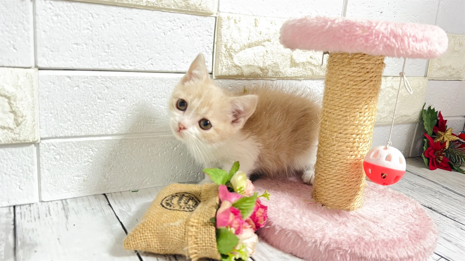 ﾌﾞﾘﾃｨｯｼｭｼｮｰﾄﾍｱ（Buu20003）