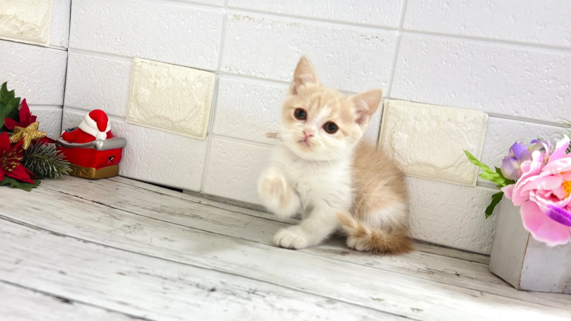 ﾌﾞﾘﾃｨｯｼｭｼｮｰﾄﾍｱ（Buu20004）