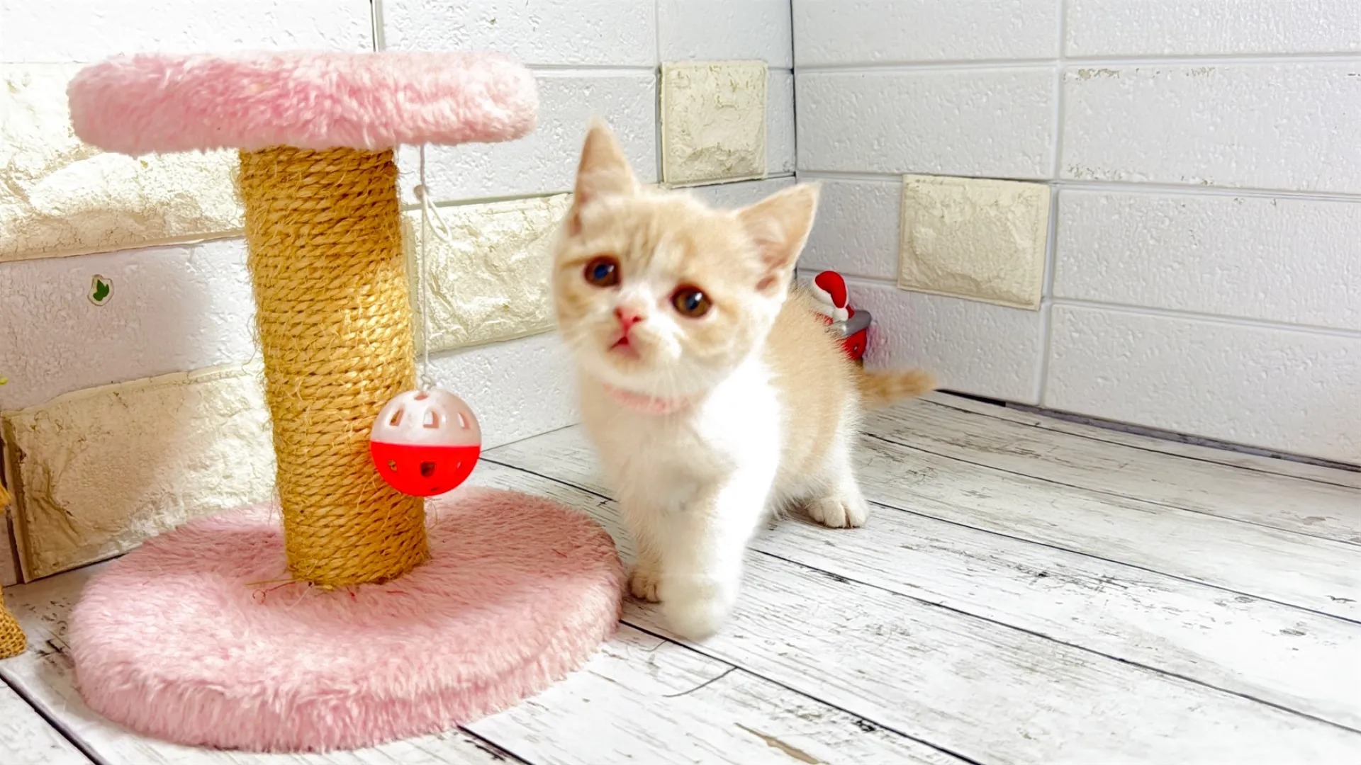 ﾌﾞﾘﾃｨｯｼｭｼｮｰﾄﾍｱ（Buu20005）