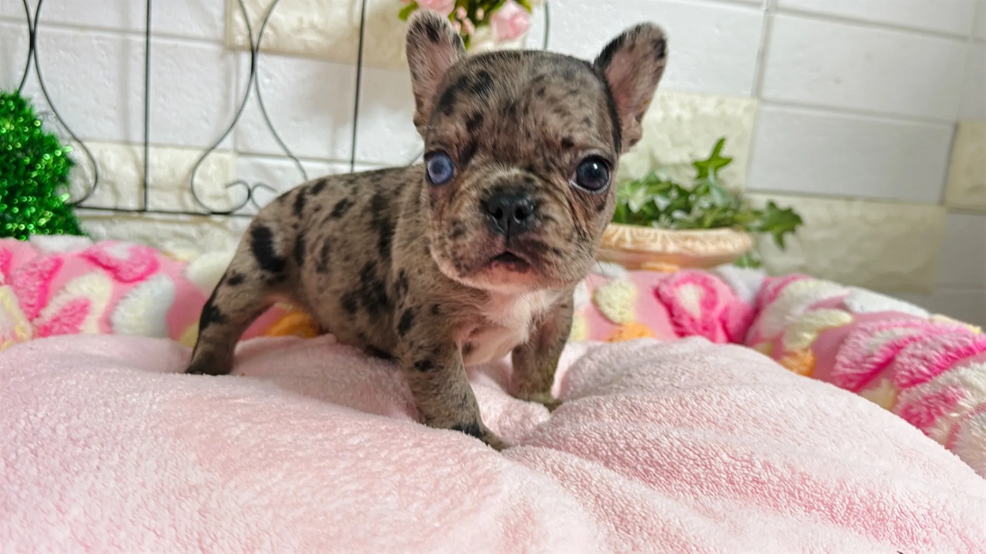 フレンチブルドッグ（Buuchan10001）