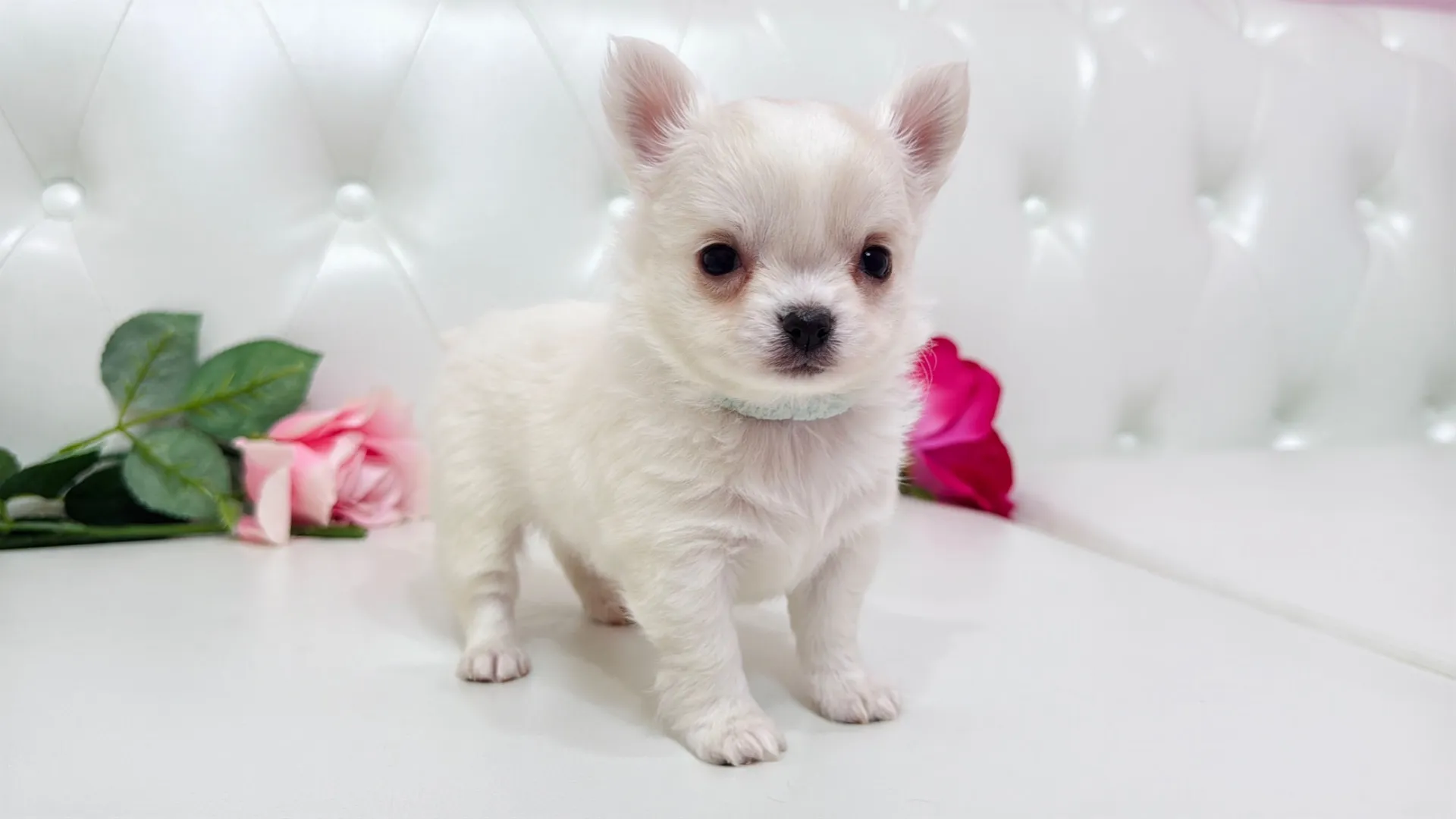 チワワロング（YURA10001）