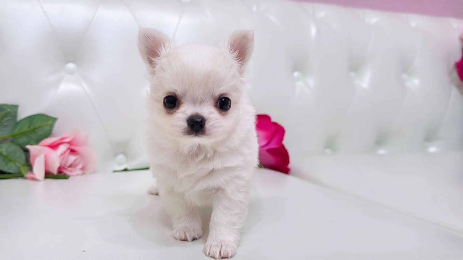 チワワロング（YURA10002）