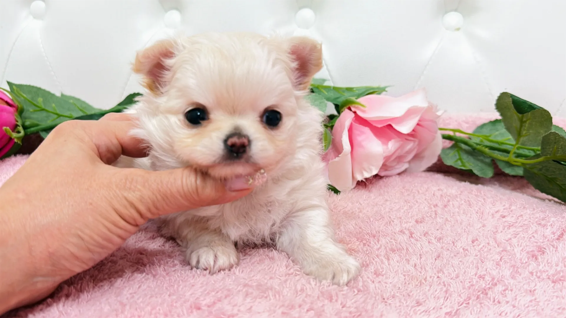 チワワロング（Yuucha10001）