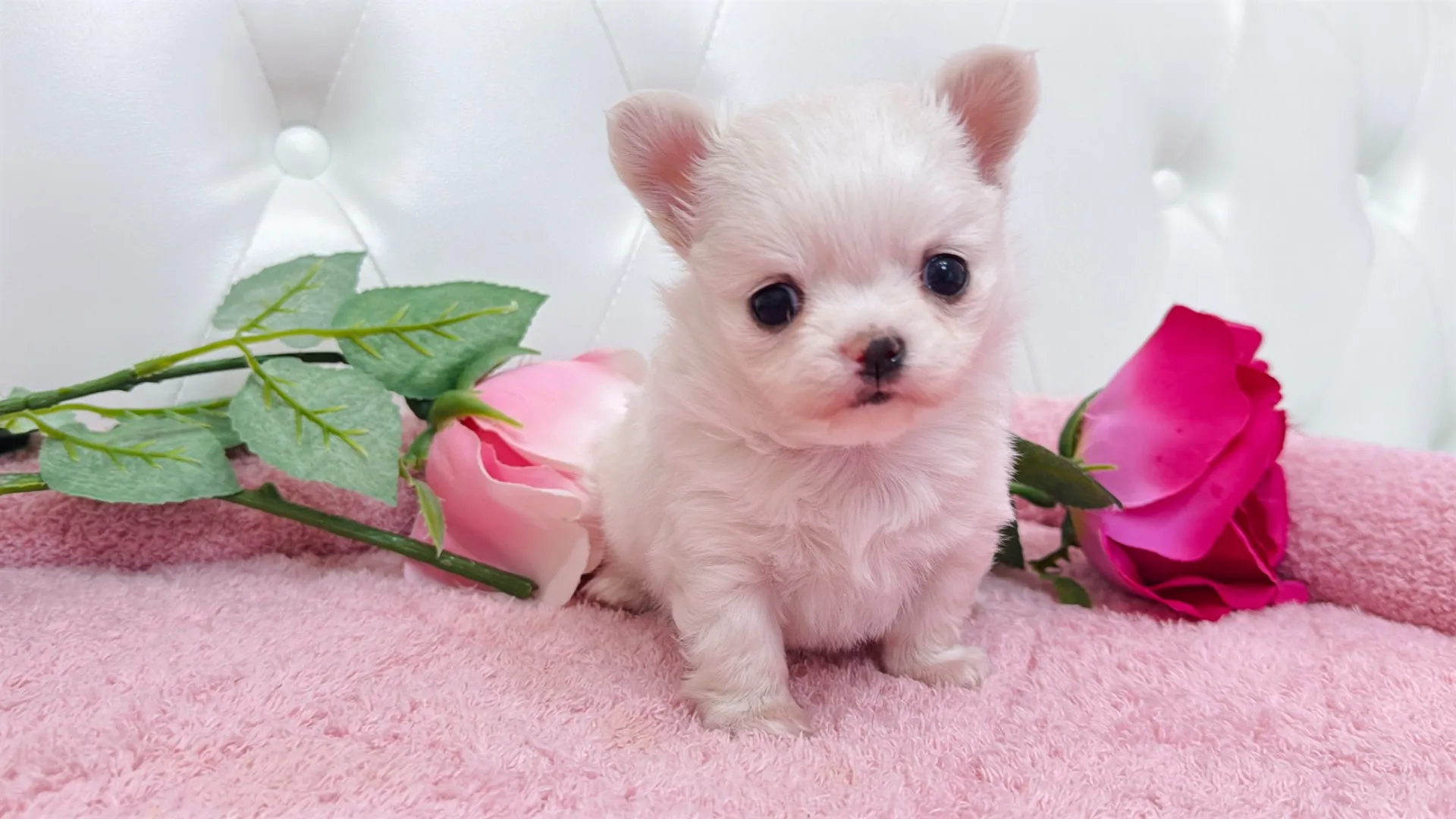 チワワロング（Yuucha10002）