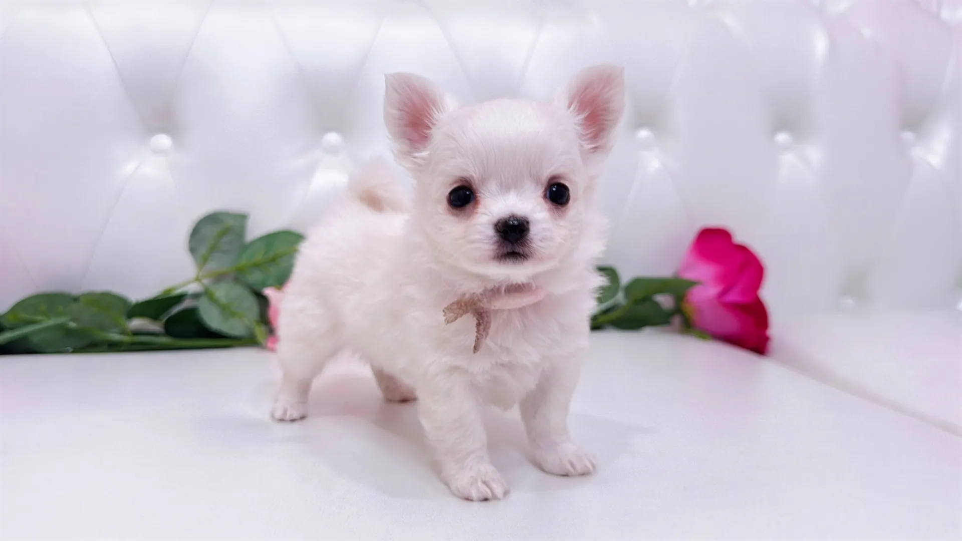 チワワロング（YURA10005）