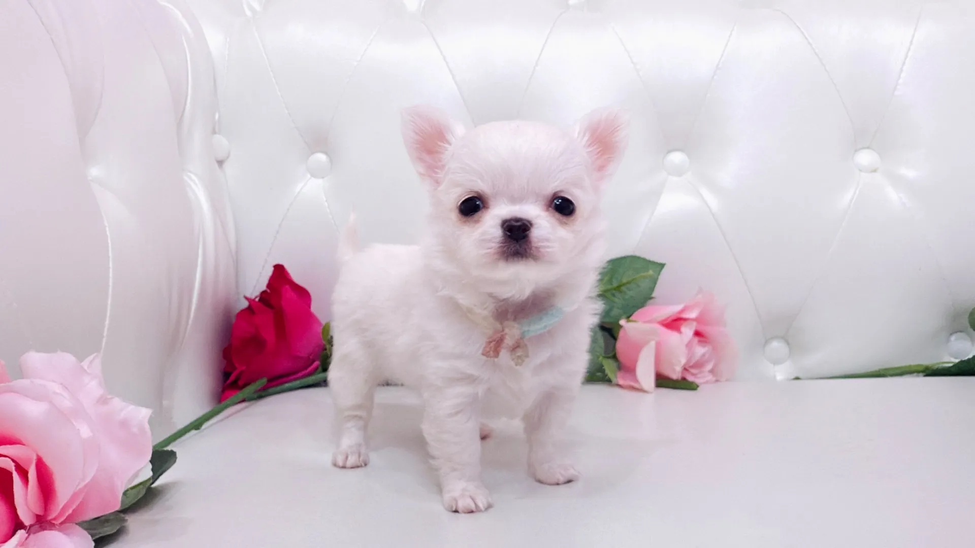 チワワロング（YURA10006）