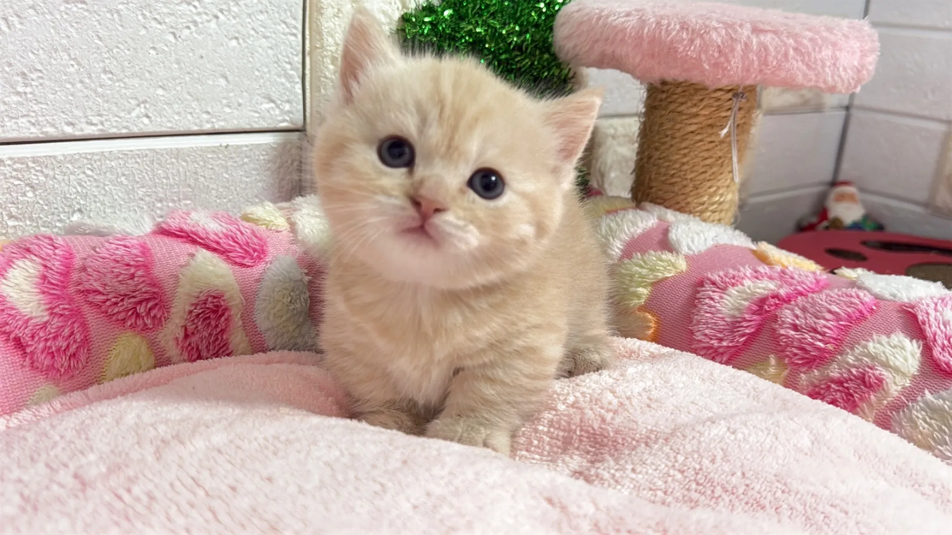 マンチカン短足（MAYUU10001）