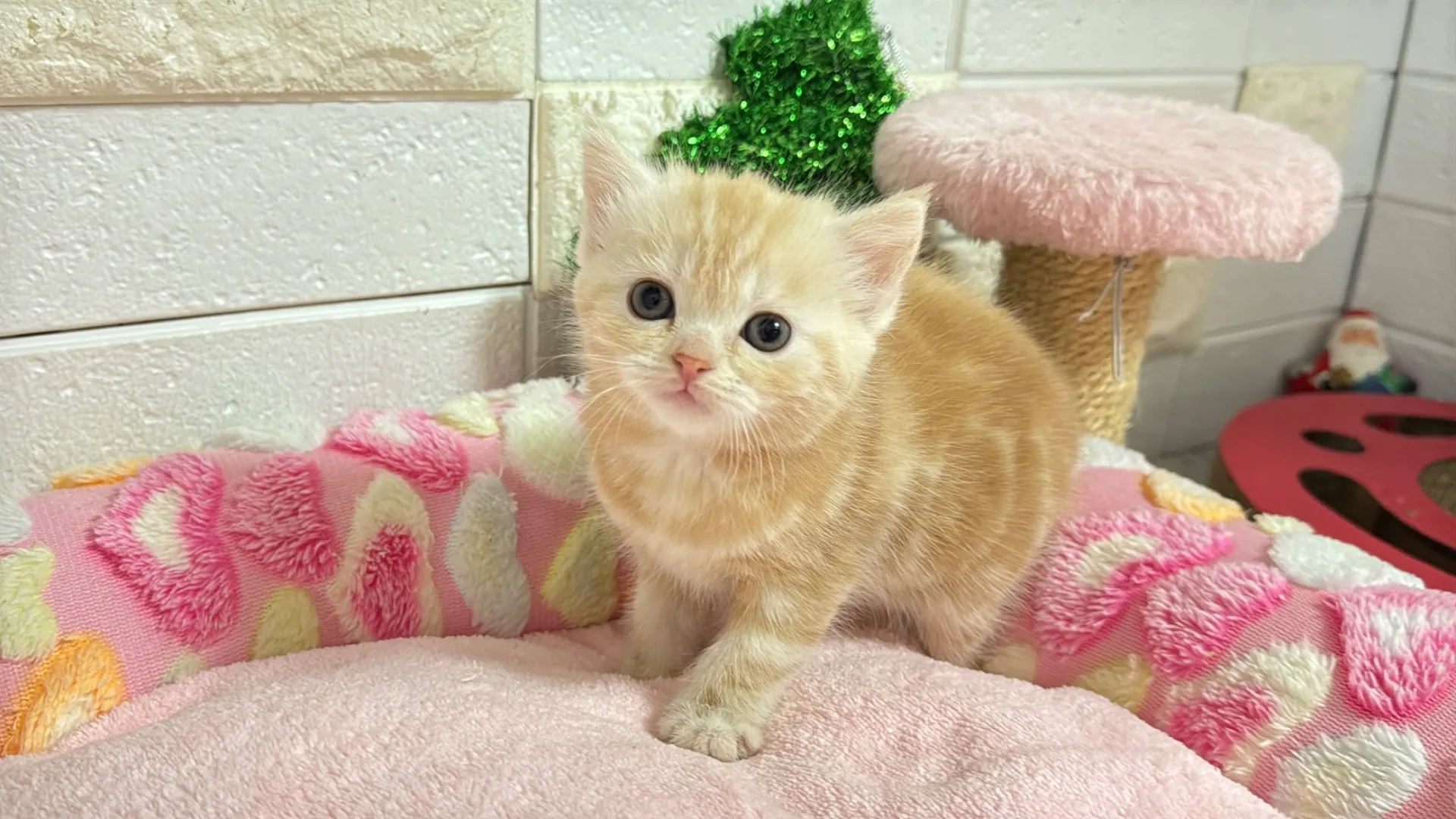 マンチカン長足（MAYUU10003）