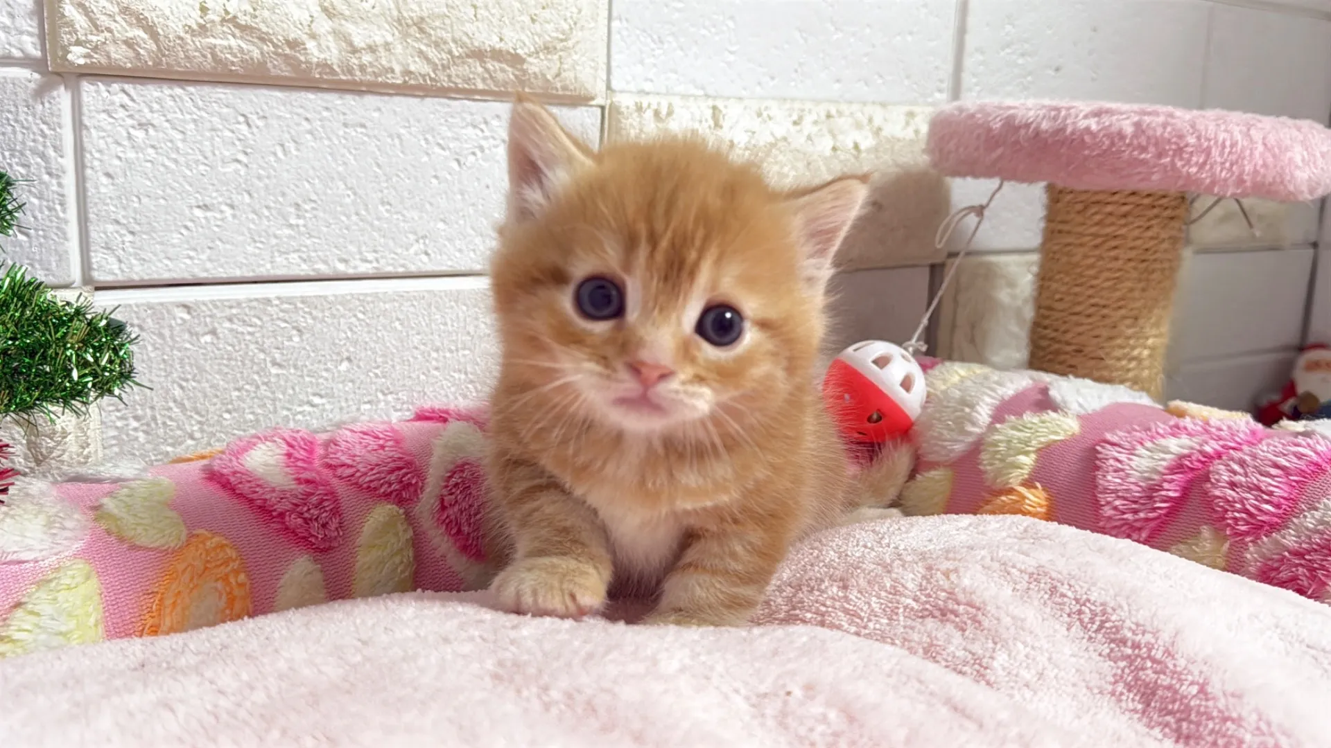 マンチカン短足(beach10002)