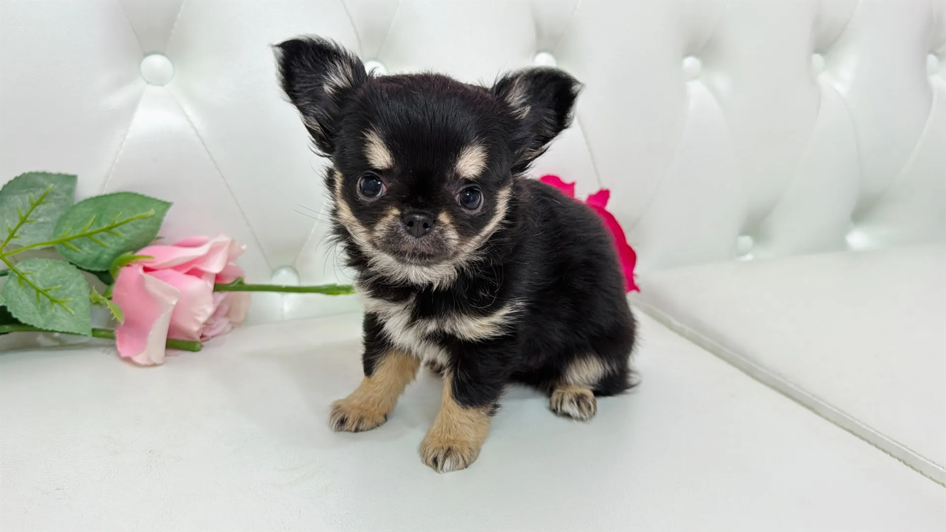 チワワロング（TOMO10001）