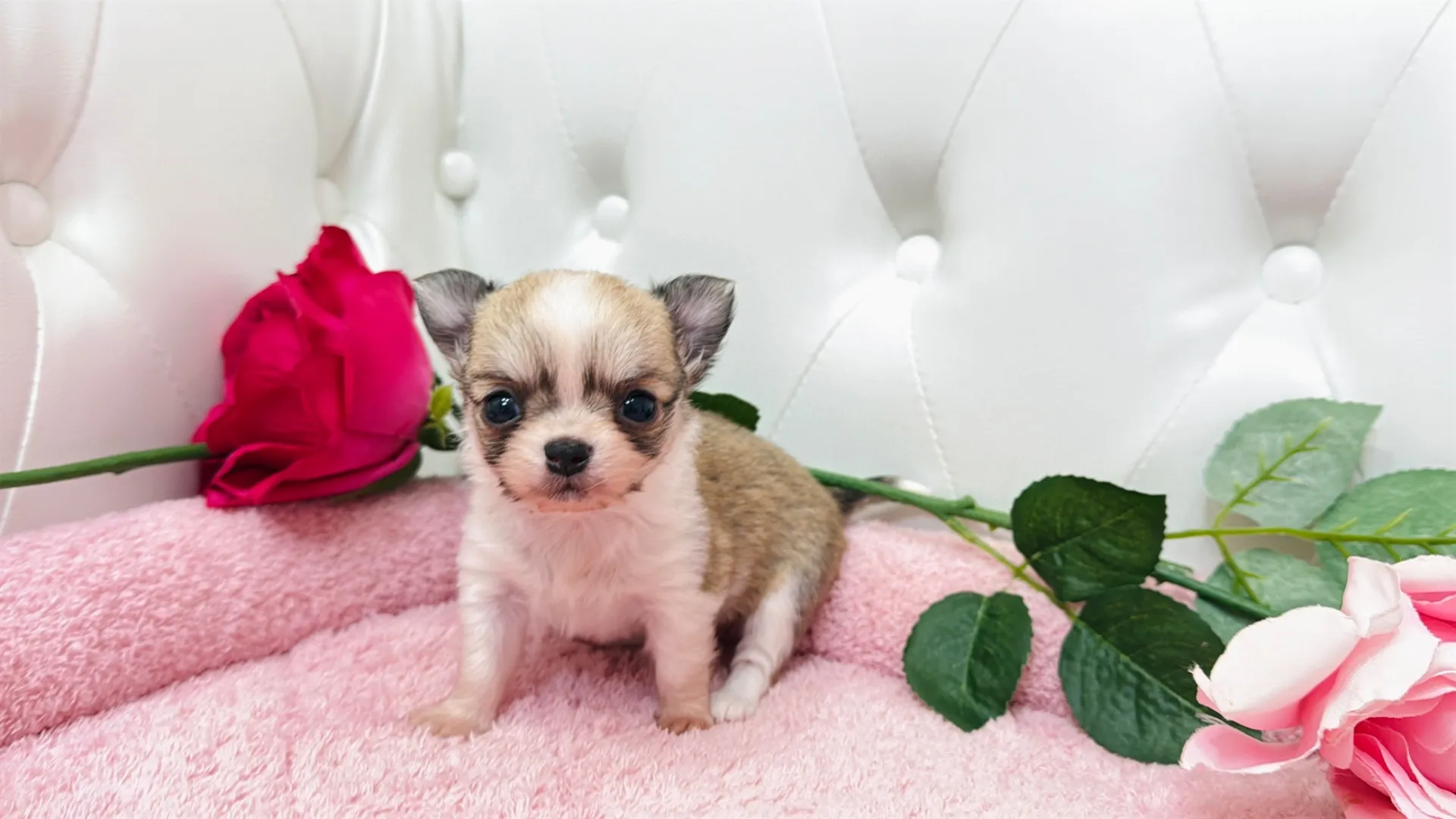 チワワロング(Cherry10001)