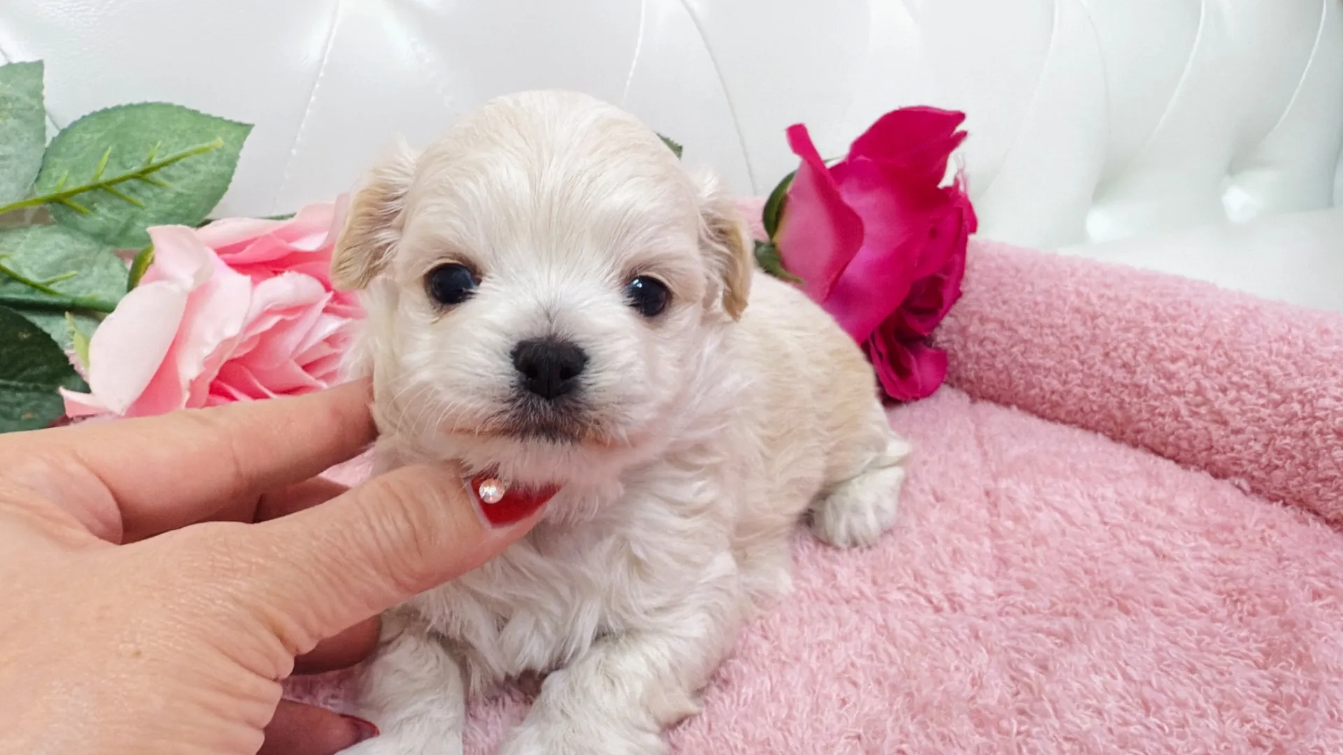 ビションフリーゼ×チワワ(Yuchan10002)