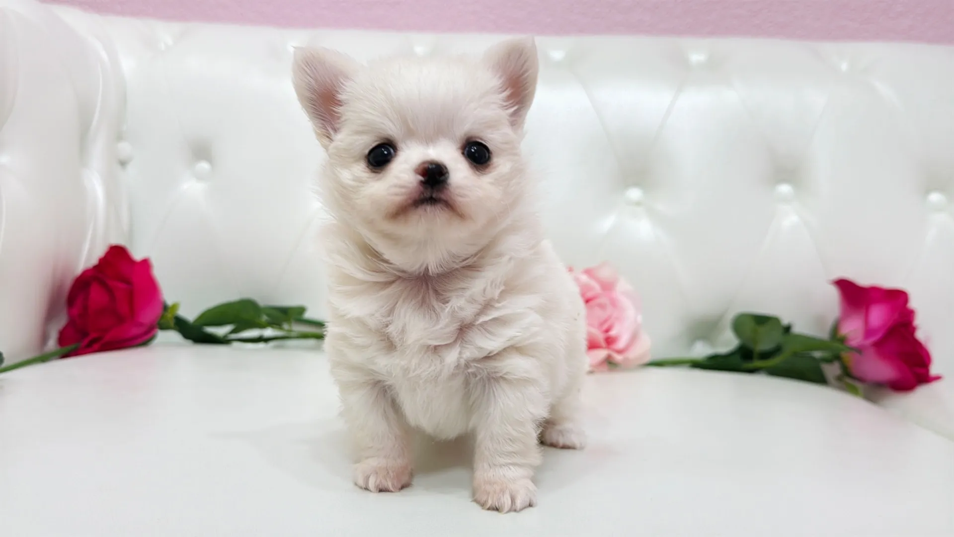 チワワロング（Yuuchamo10002）